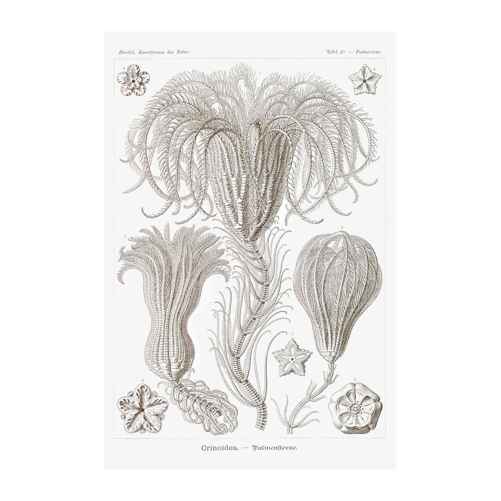 Vintage Crinoidea Sea Lily Botanical Art Wall Art