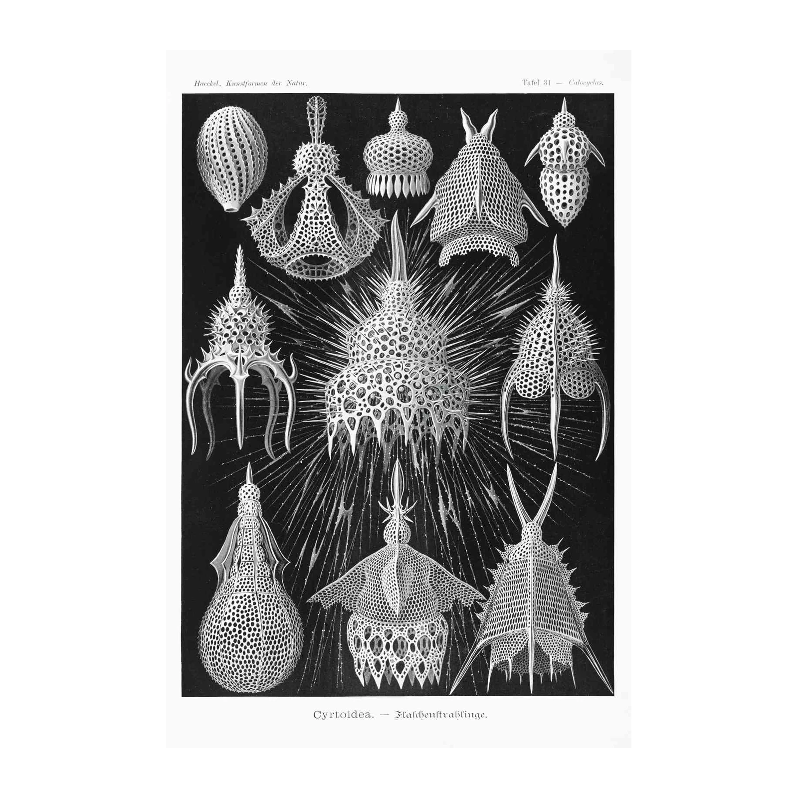 Haeckel Radiolaria Cyrtodea Wall Art