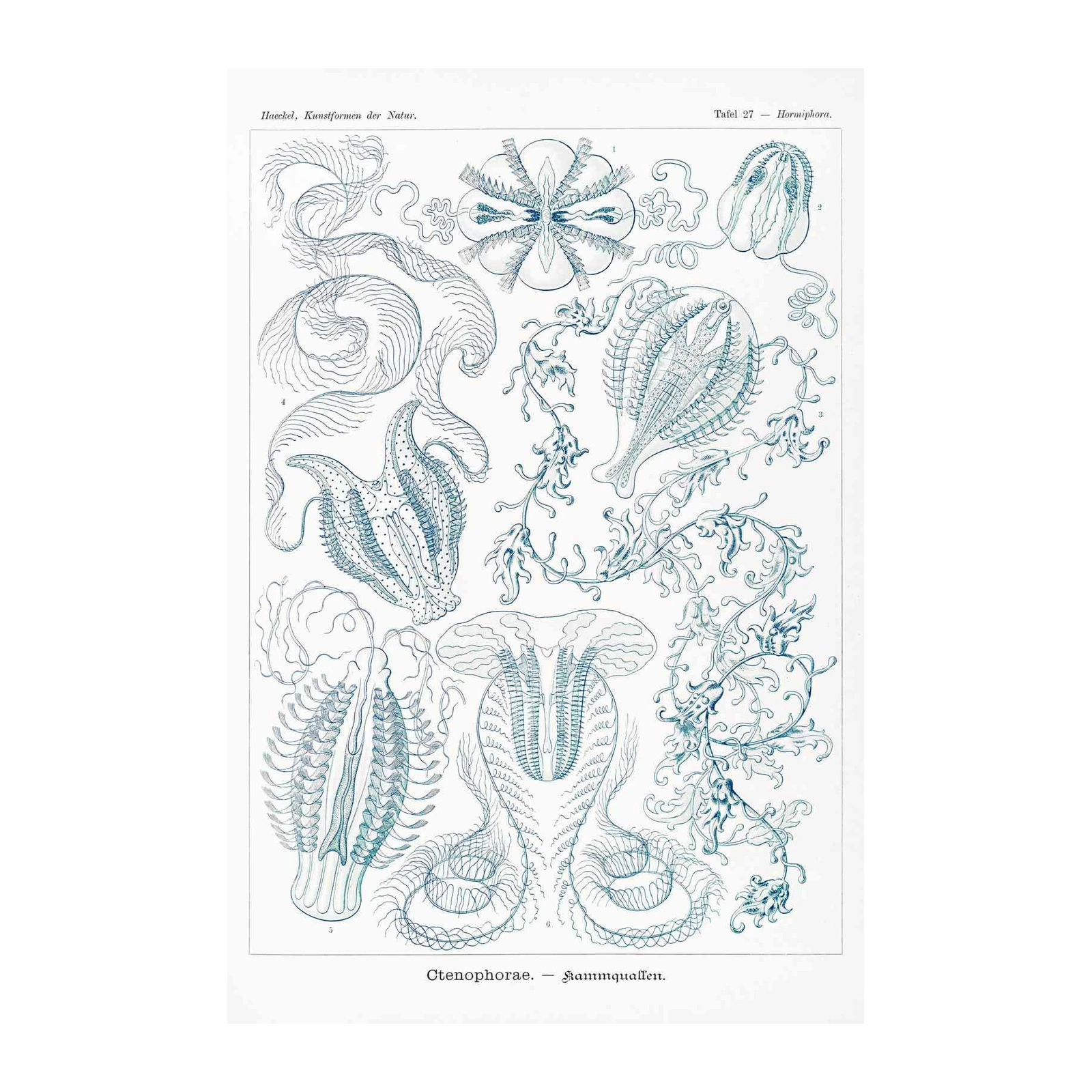 Vintage Marine Life Ctenophora Wall Art