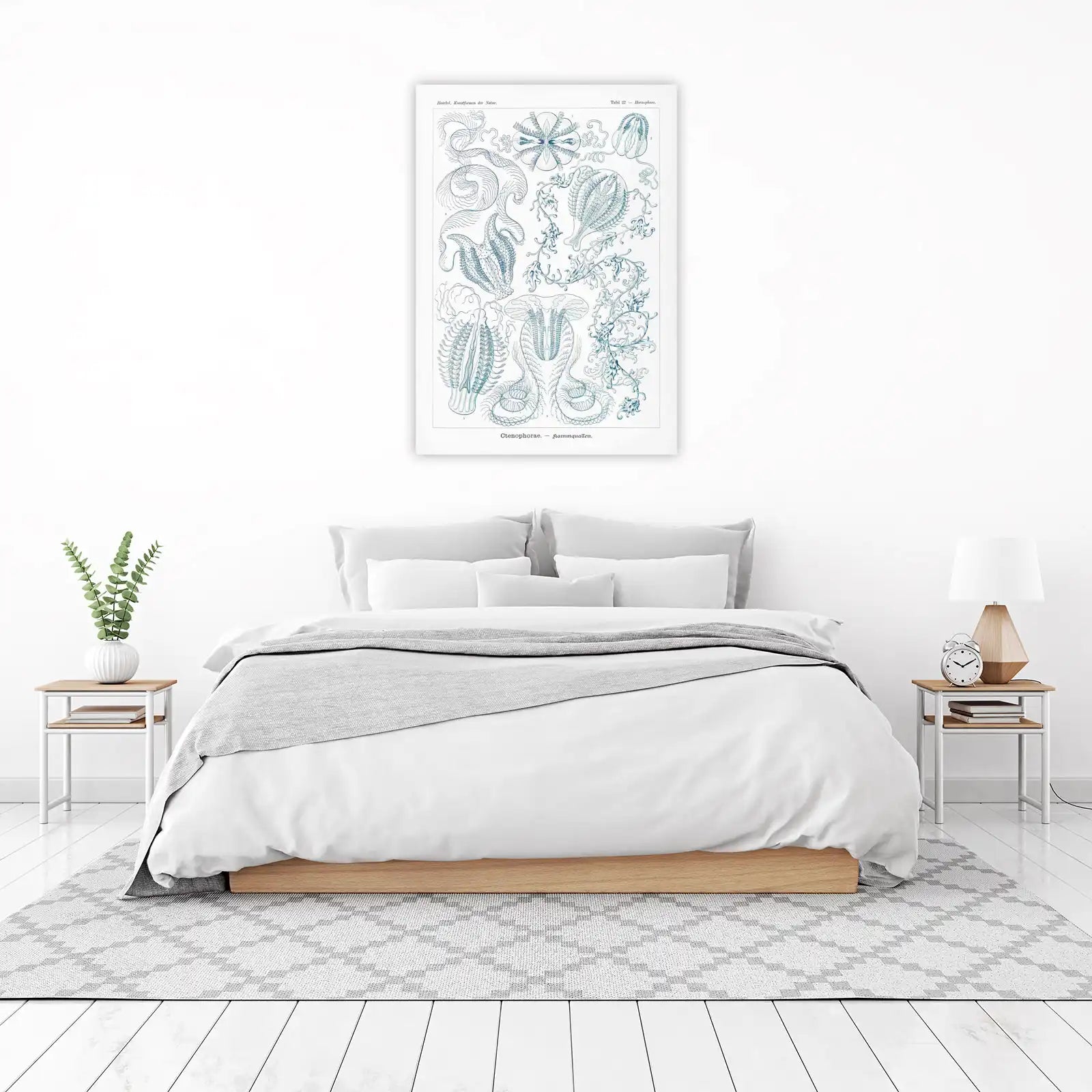 Vintage Marine Life Ctenophora Wall Art