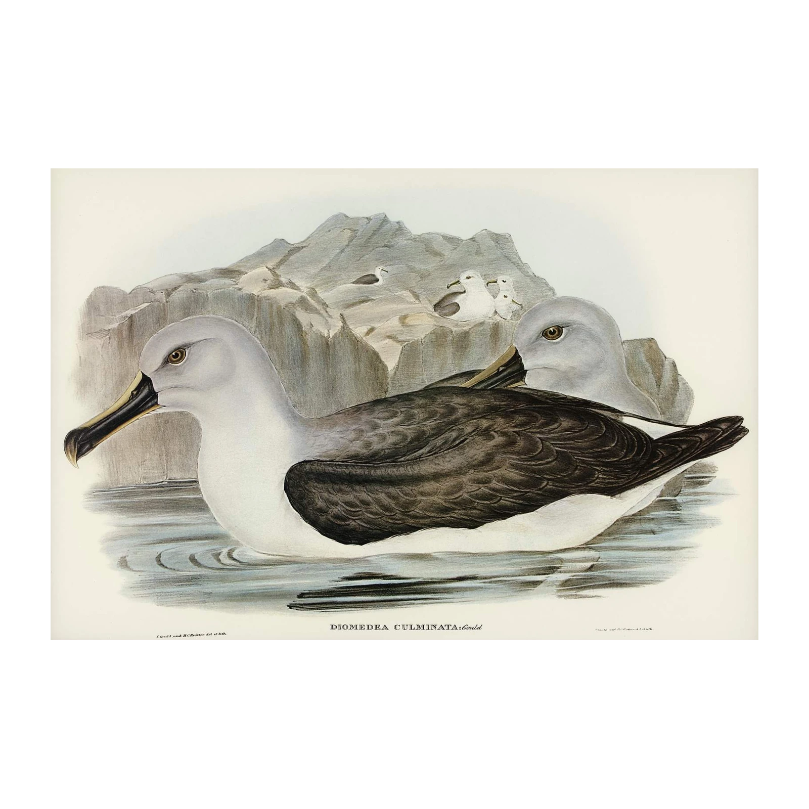 Vintage Albatross Bird Art Wall Art