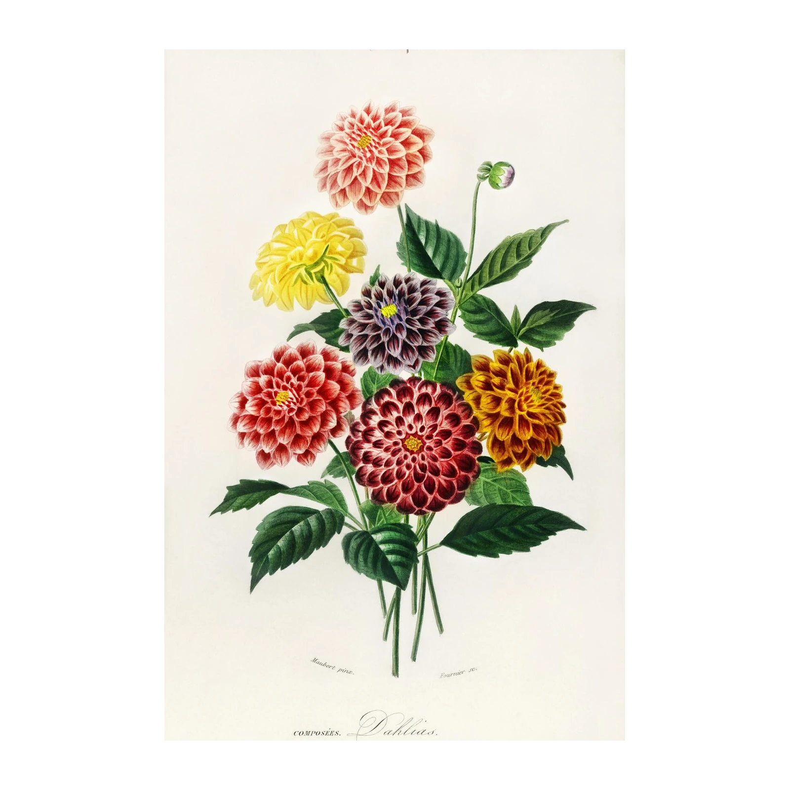Vintage Botanical Dahlia Flower Print