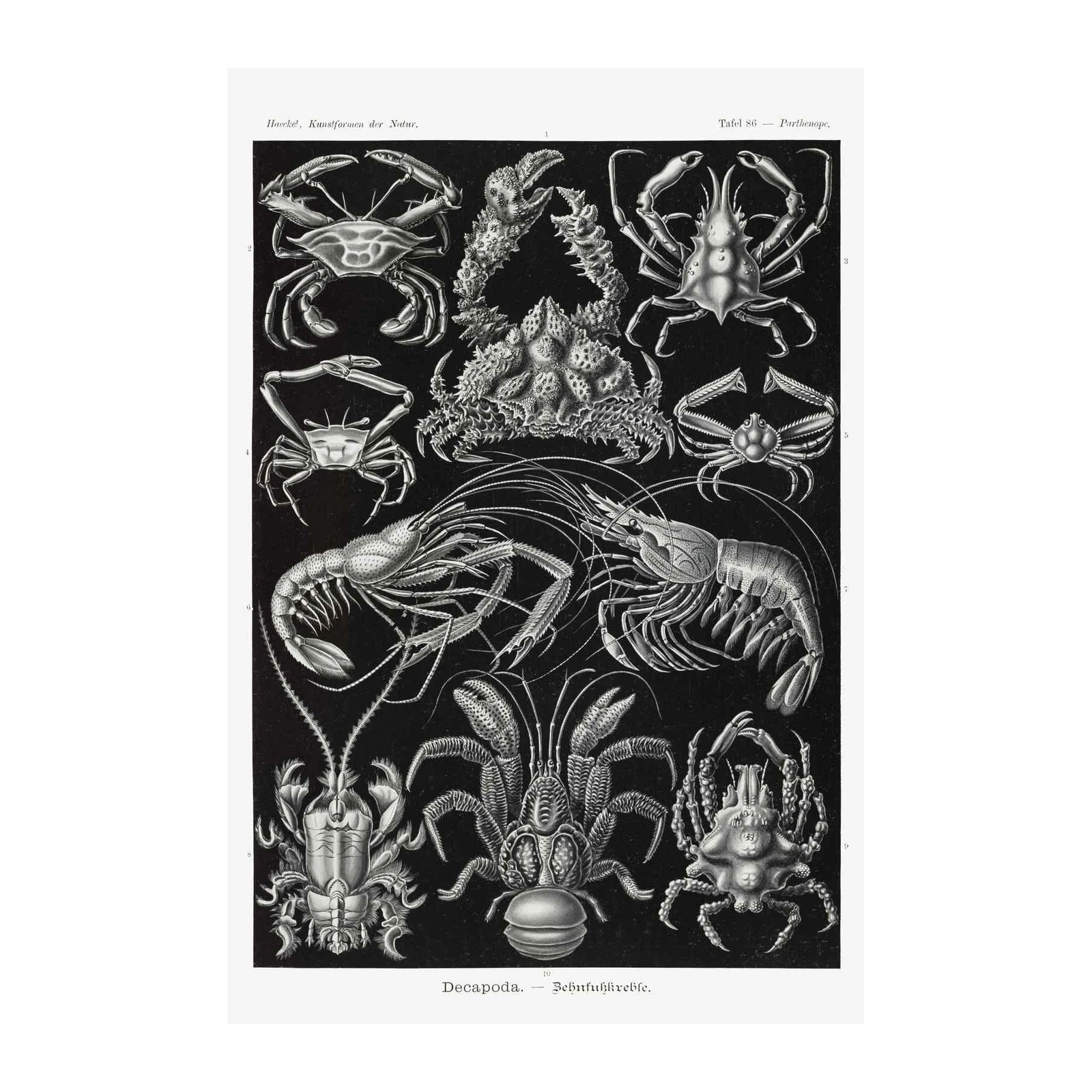 Vintage Marine Life Decapoda Wall Art