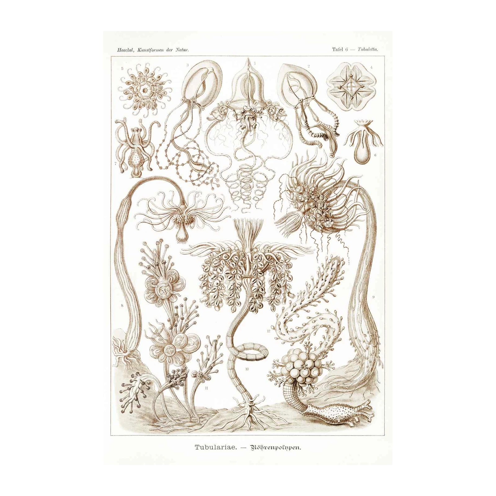 Vintage Sea Life Scientific Illustration Wall Art