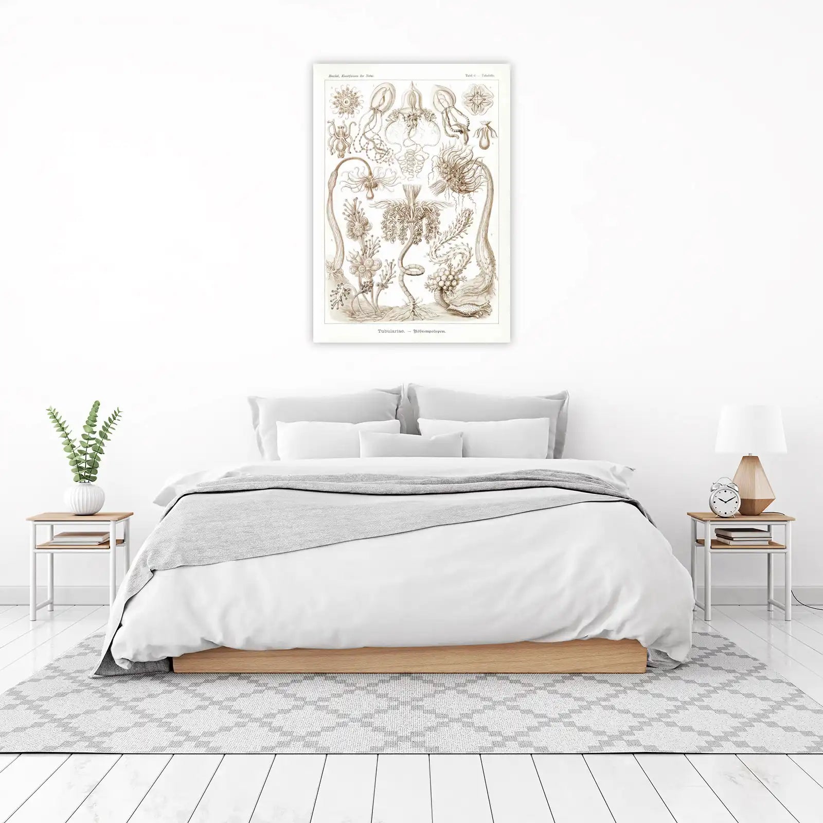 Vintage Sea Life Scientific Illustration Wall Art