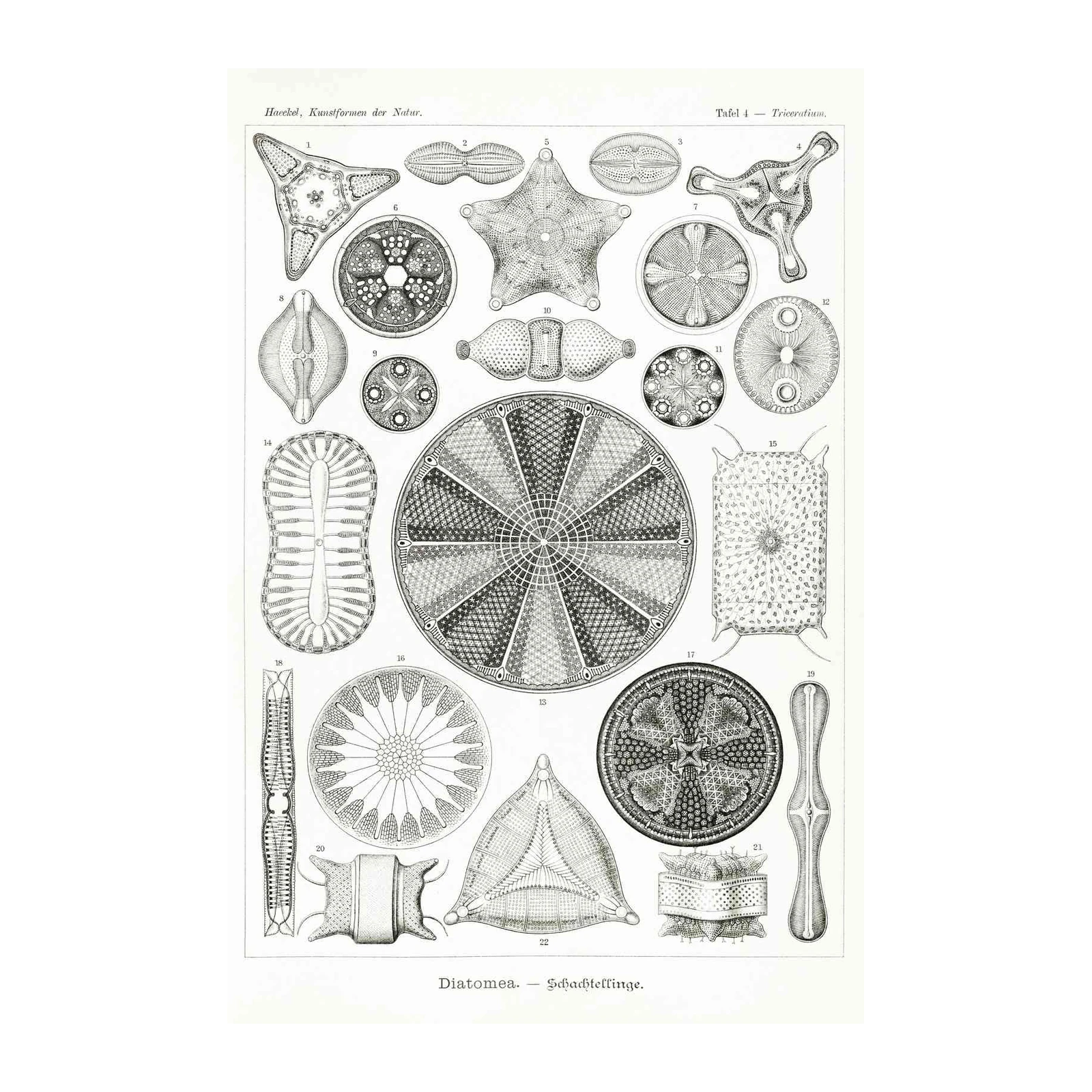 Vintage Diatom Art: Scientific Masterpiece Wall Art