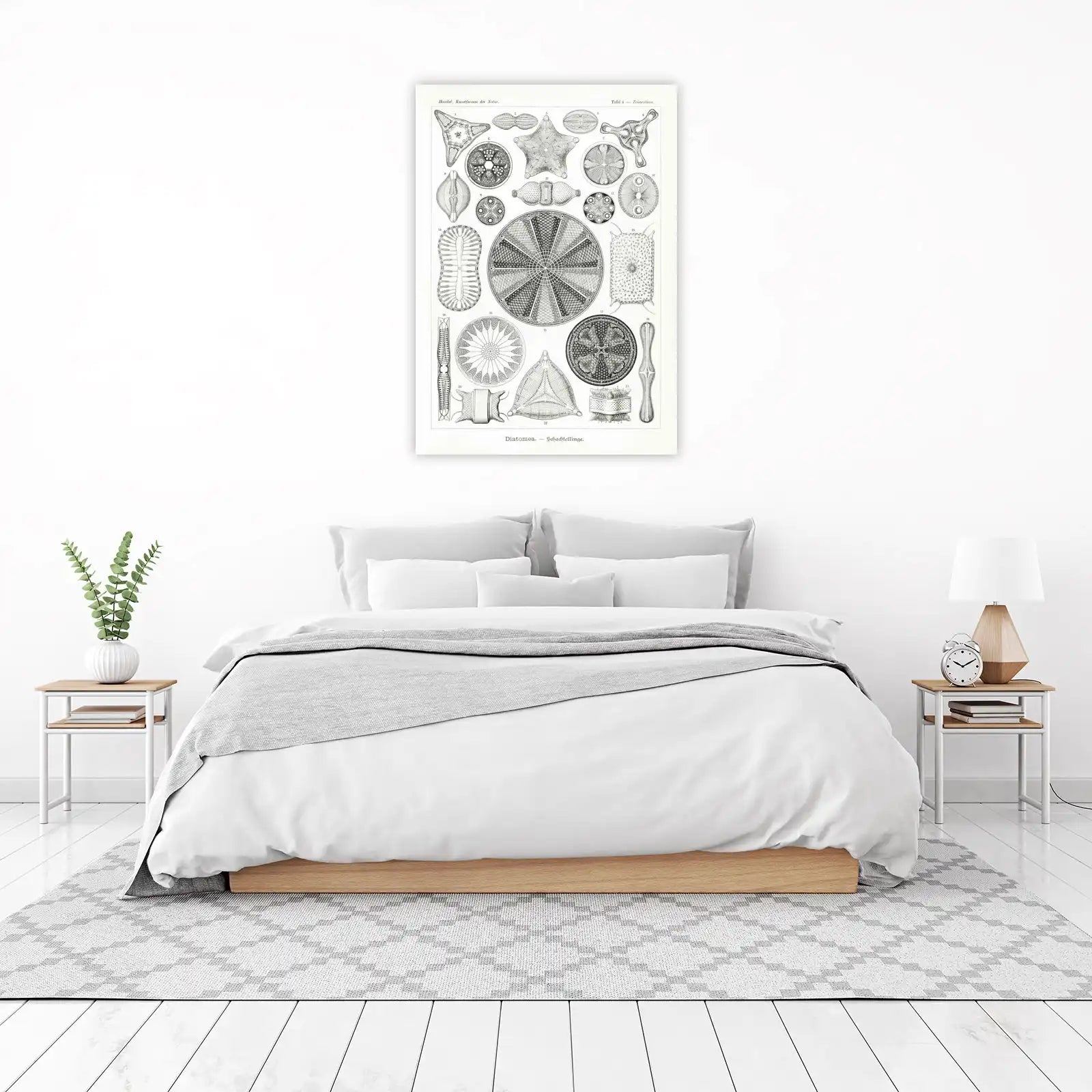 Vintage Diatom Art: Scientific Masterpiece Wall Art