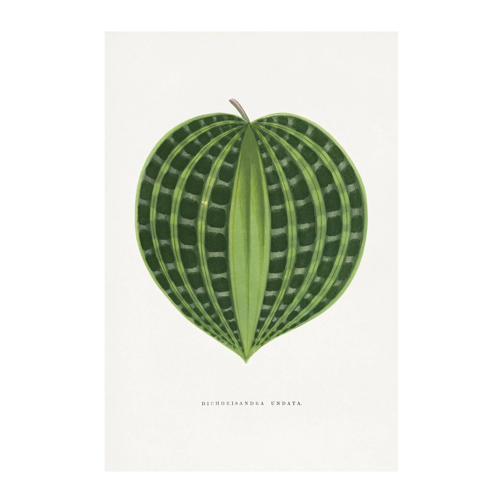 Vintage Dichorisandra Undata Botanical Wall Art