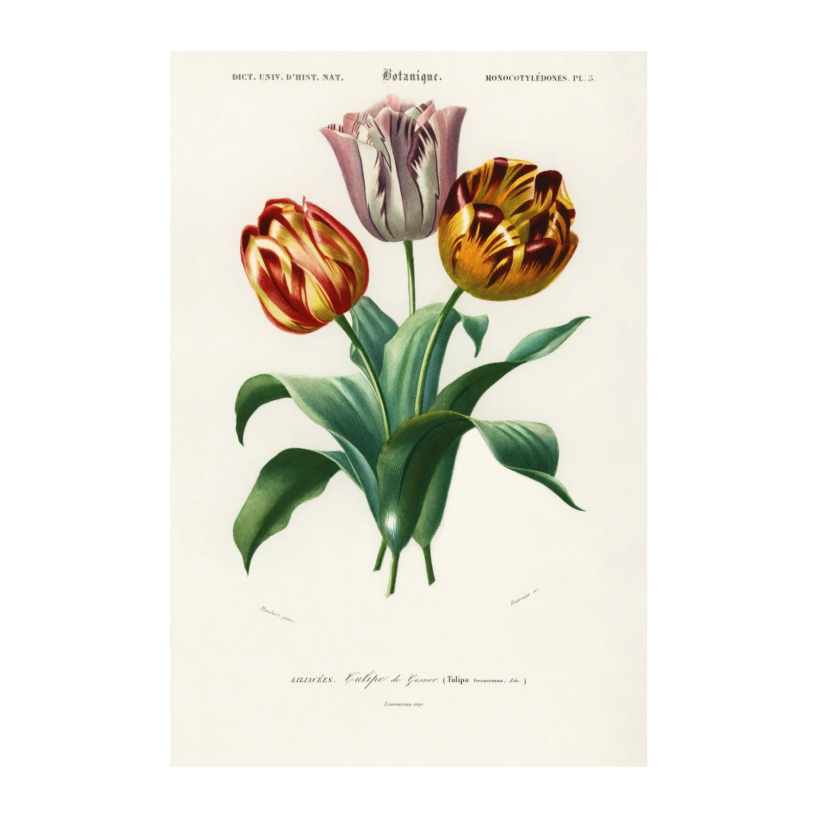 Vintage Botanical Tulip Wall Art