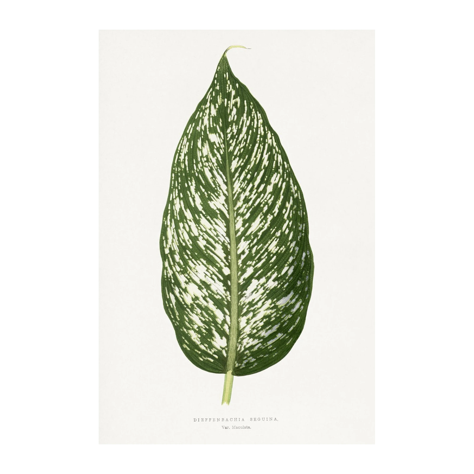 Dieffenbachia Leaf Botanical Wall Art