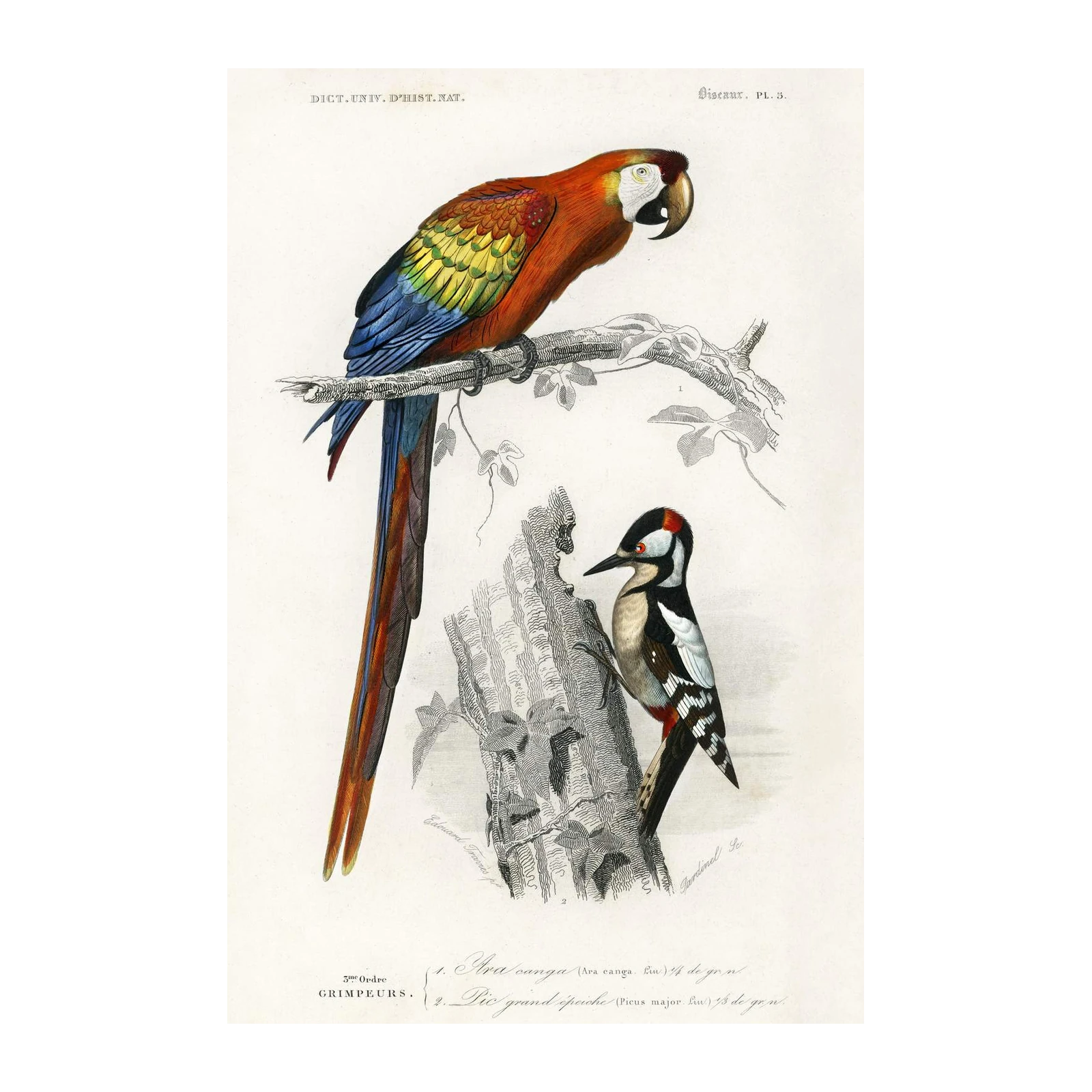 Vintage Parrot & Woodpecker Bird Art Wall Art