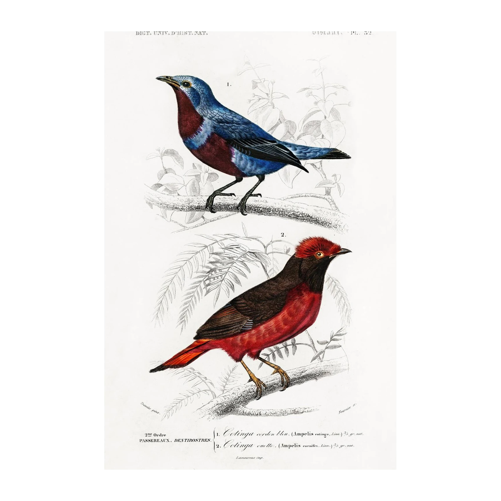 Vibrant Cotinga Birds Vintage Botanical Wall Art