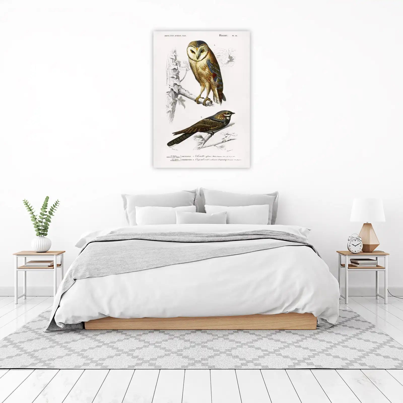 Vintage Barn Owl & Nightjar Wall Art
