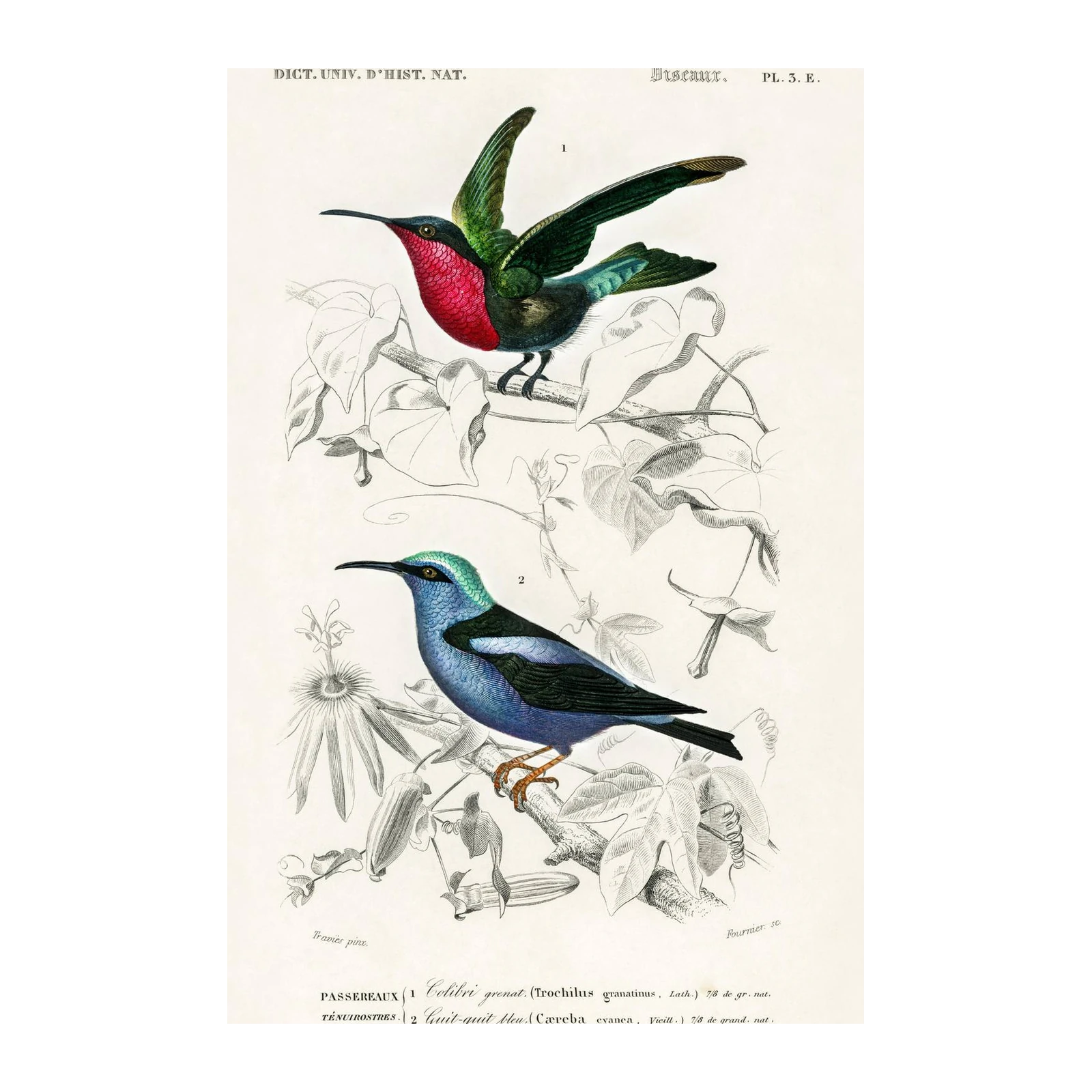 Vibrant Hummingbirds & Floral Vintage Ornithology Wall Art