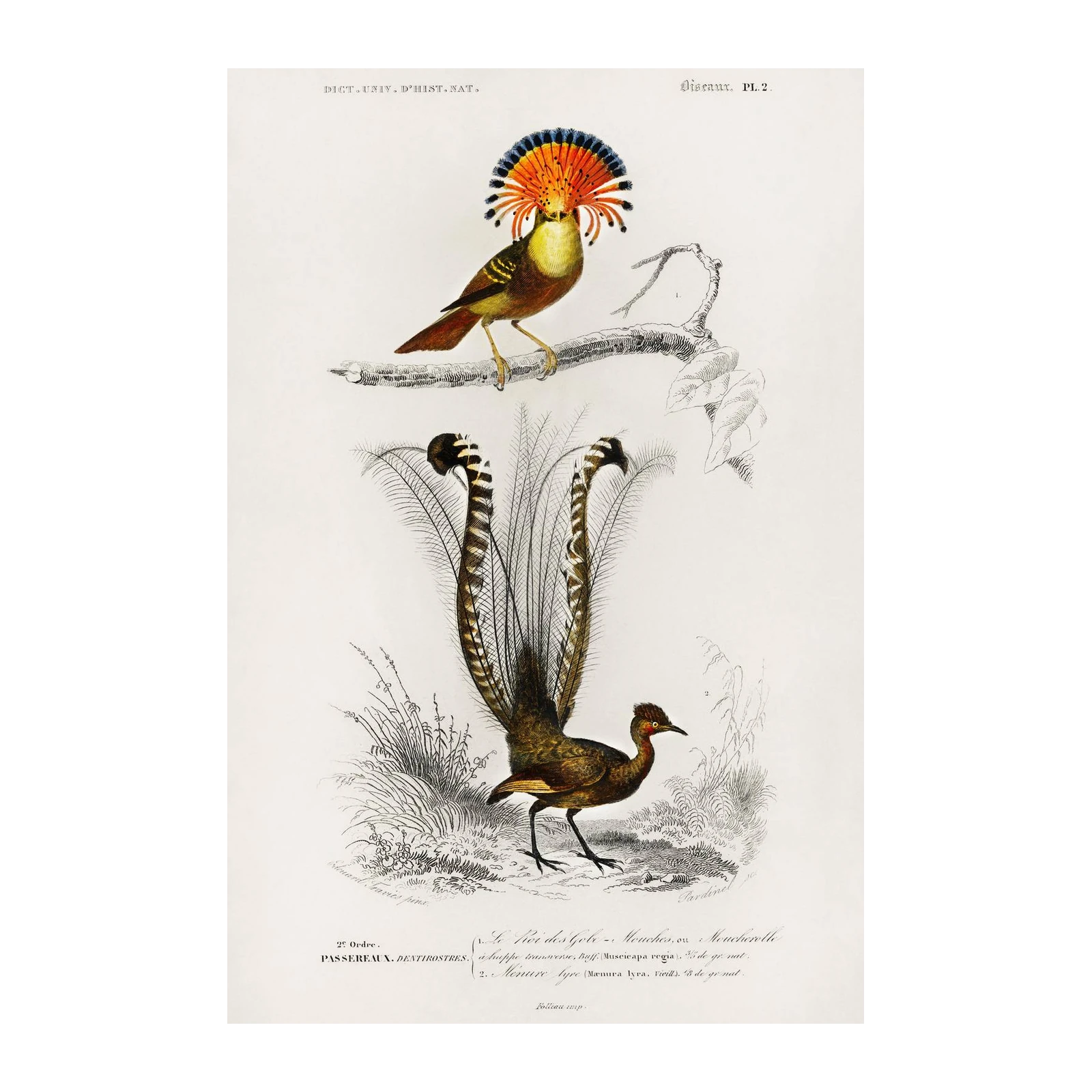 Exotic Birds of Paradise Vintage Wall Art