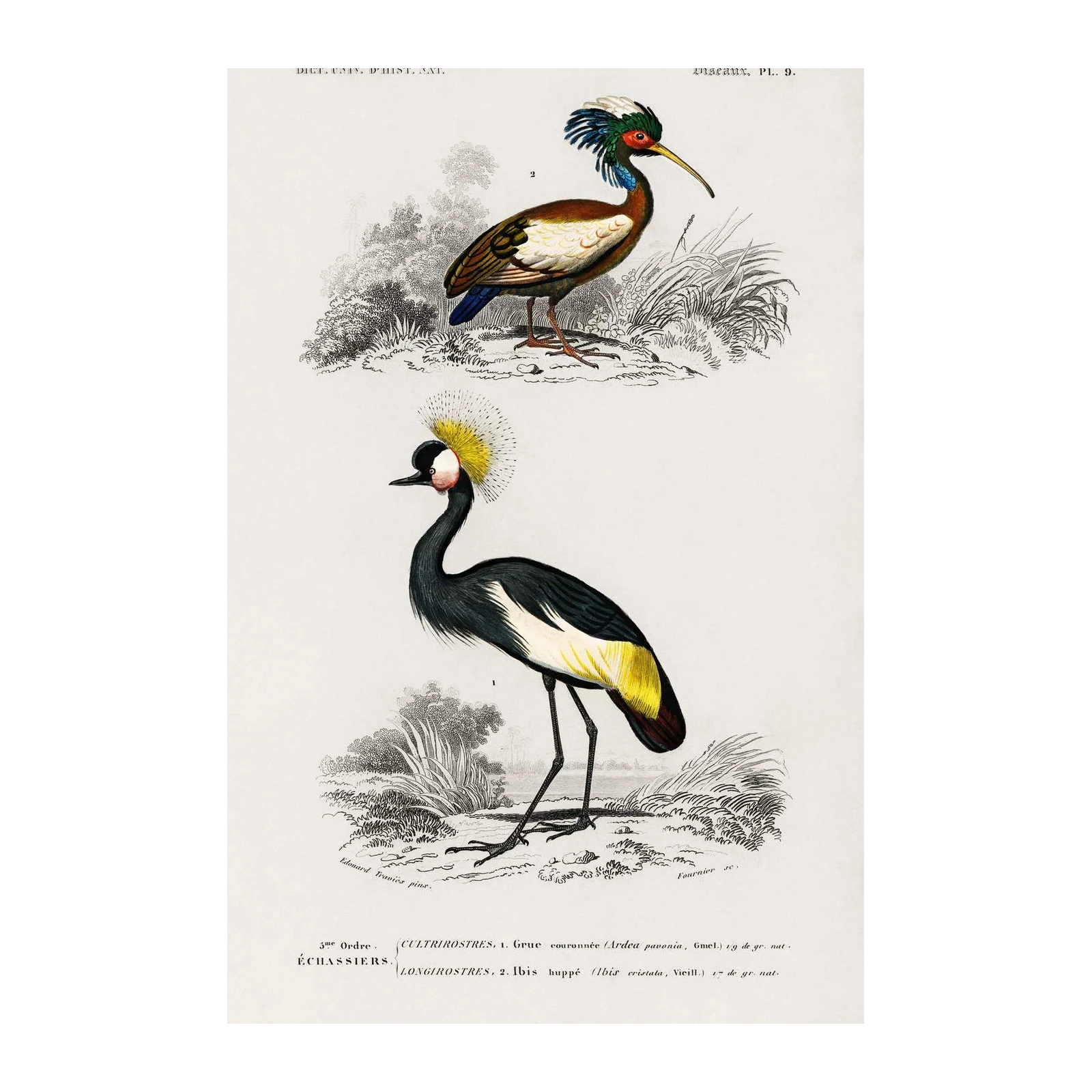 Elegant Crane & Ibis Bird Vintage Botanical Wall Art