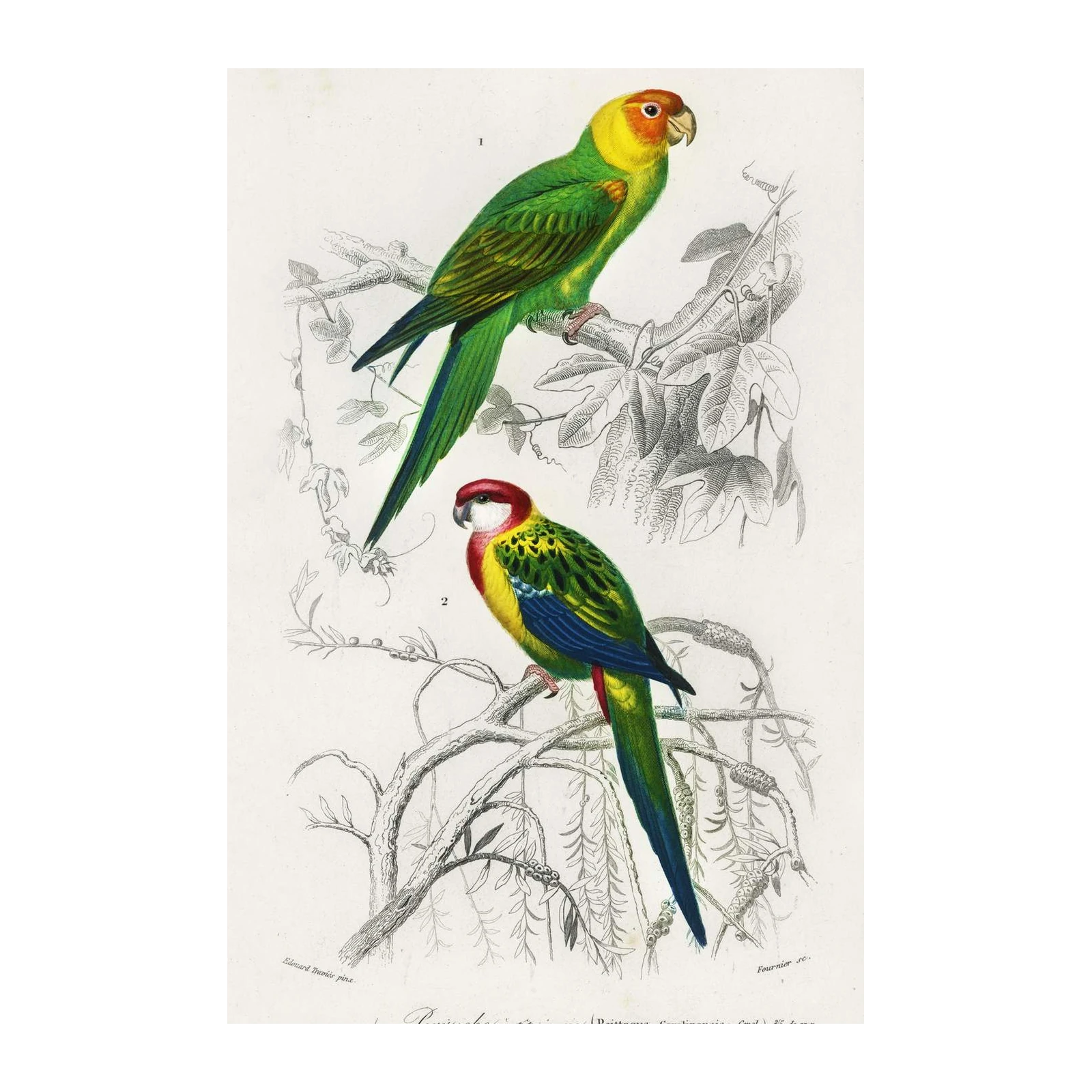 Vintage Parrot Print - Exotic Tropical Bird Wall Art