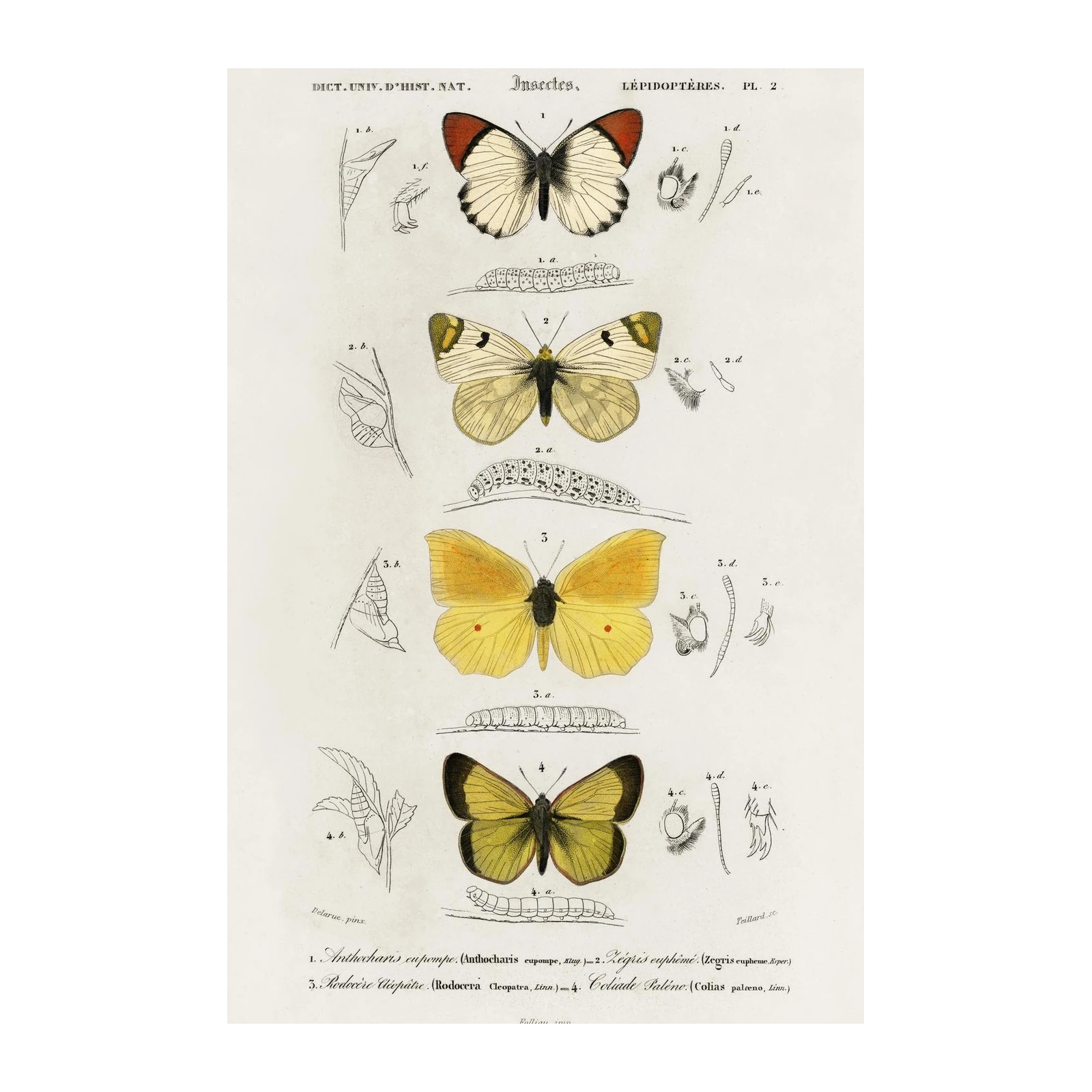 Vintage Butterfly Anatomy Wall Art