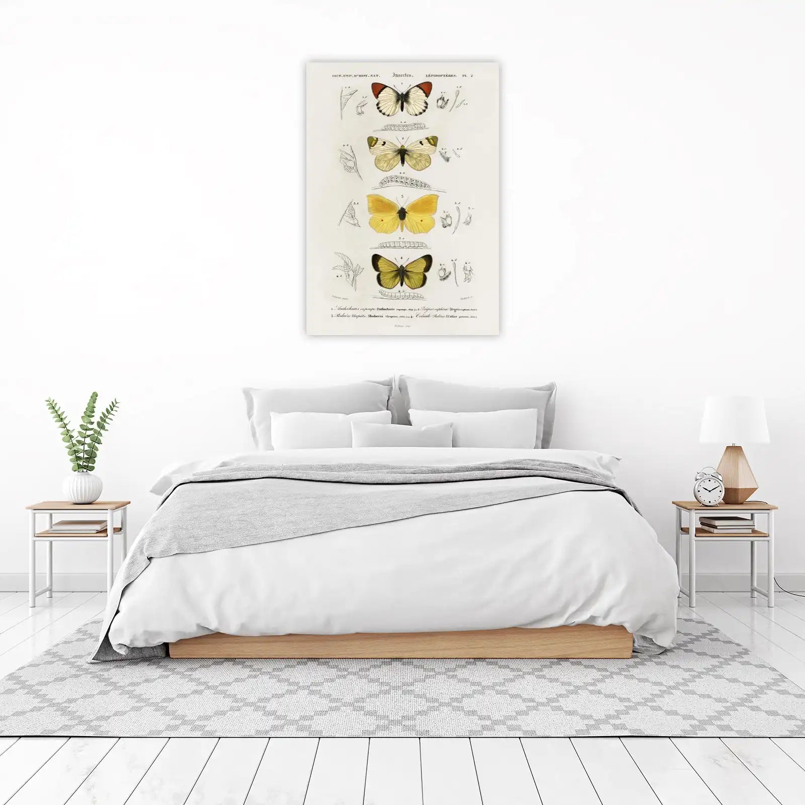 Vintage Butterfly Anatomy Wall Art