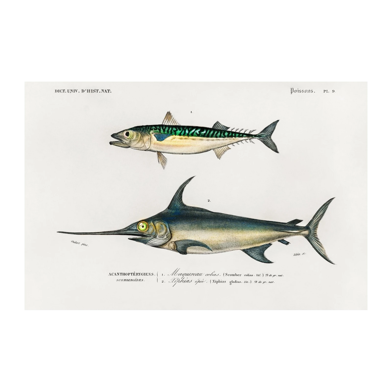 Vintage Mackerel & Swordfish Vintage Fish Wall Art