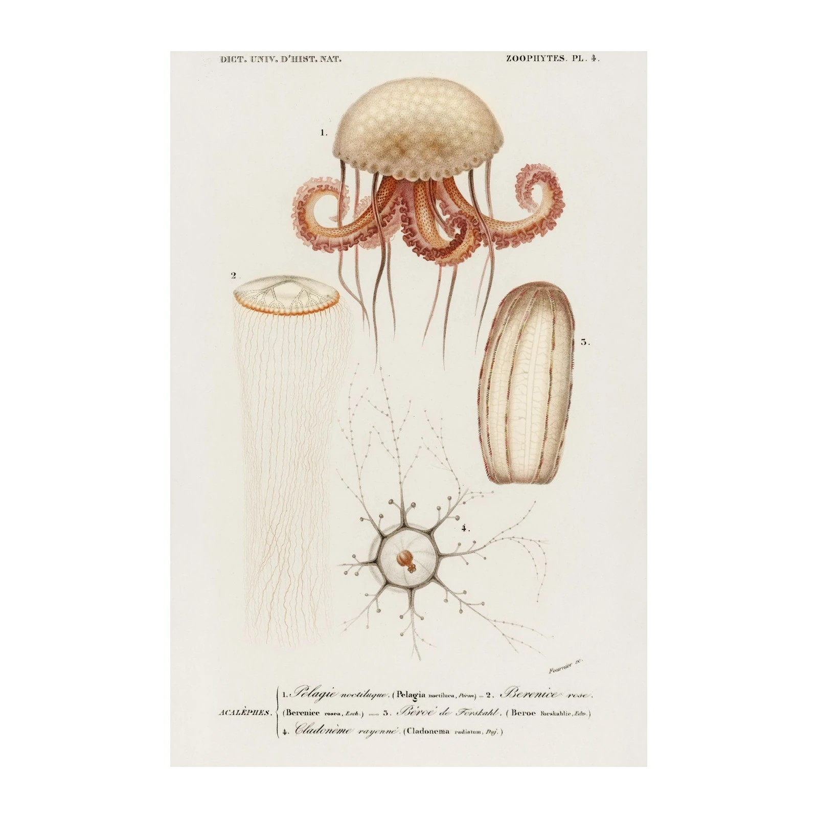 Vintage Jellyfish & Marine Life Wall Art