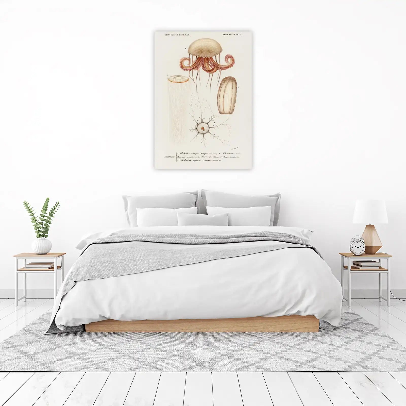 Vintage Jellyfish & Marine Life Wall Art