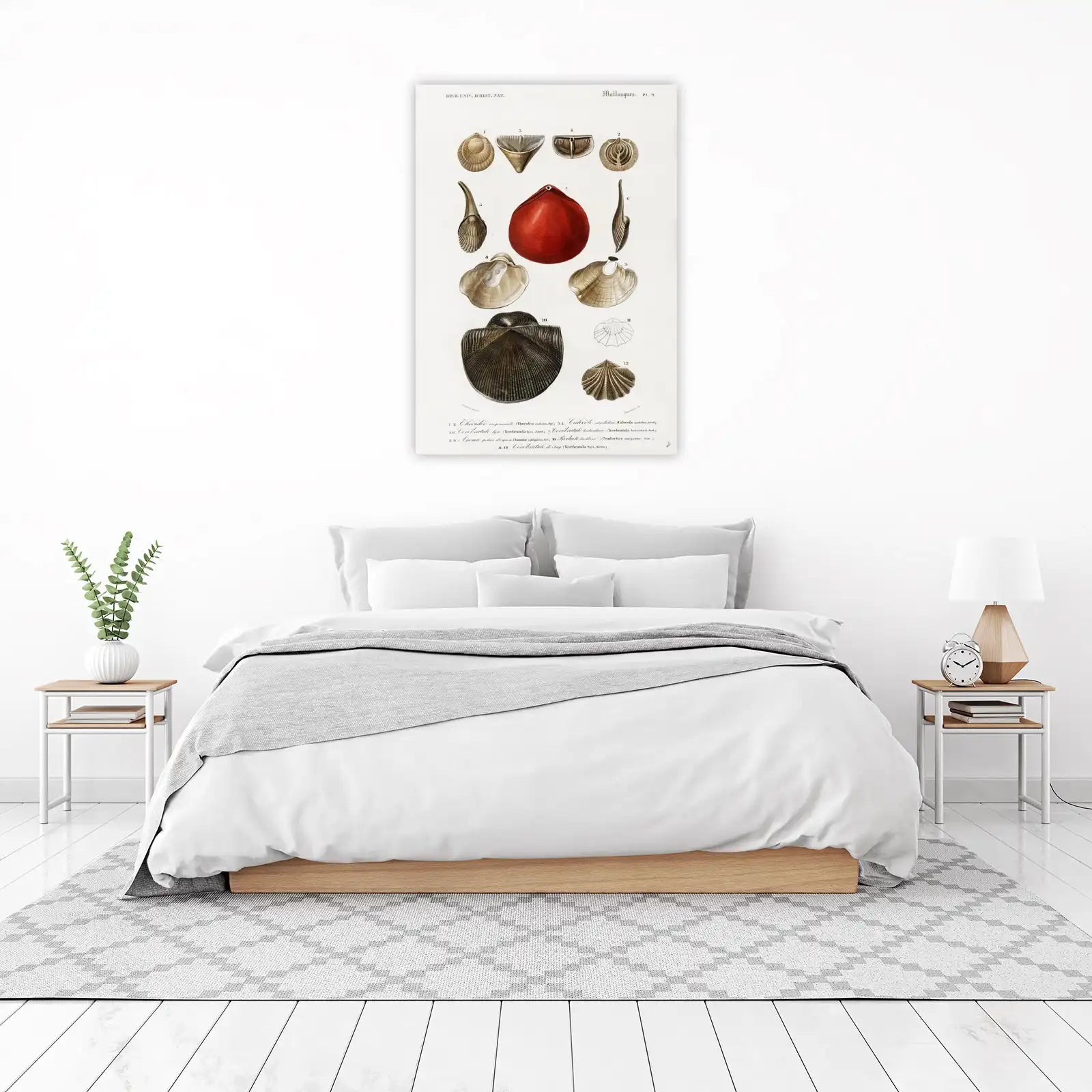 Vintage Shell Illustrations Wall Art