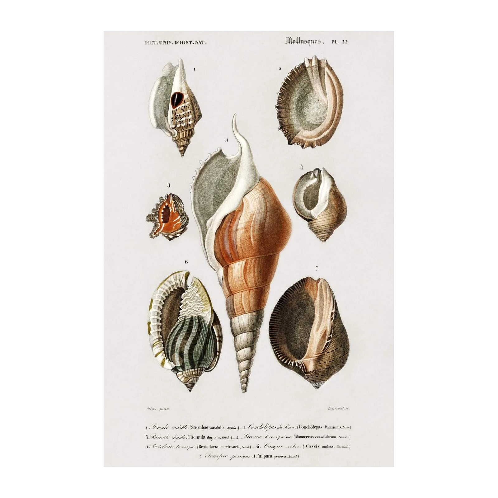 Vintage Mollusk Shells Botanical Art Wall Art
