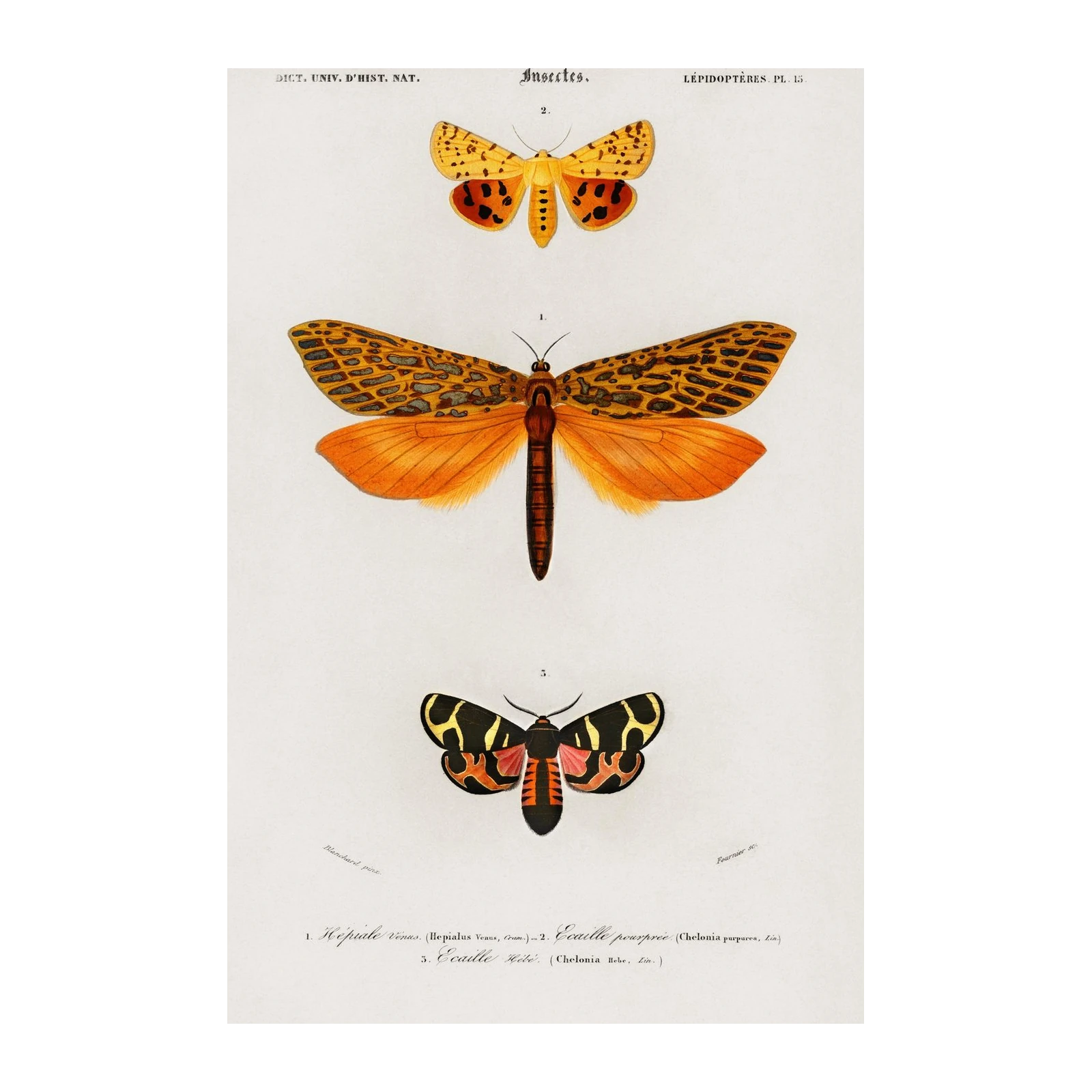 Vintage Moth & Insect Illustration Wall Art