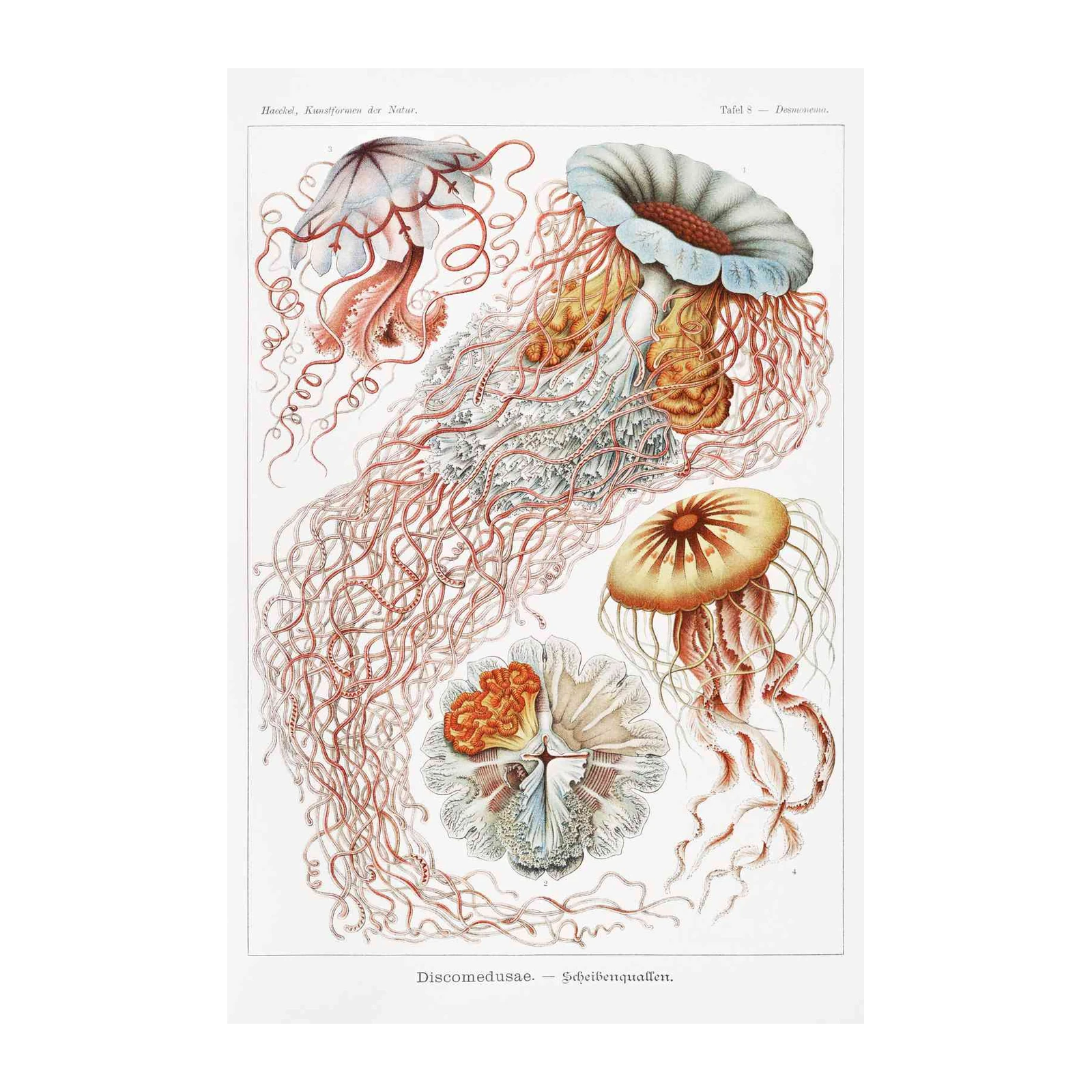 Vintage Jellyfish Anatomy Botanical Wall Art