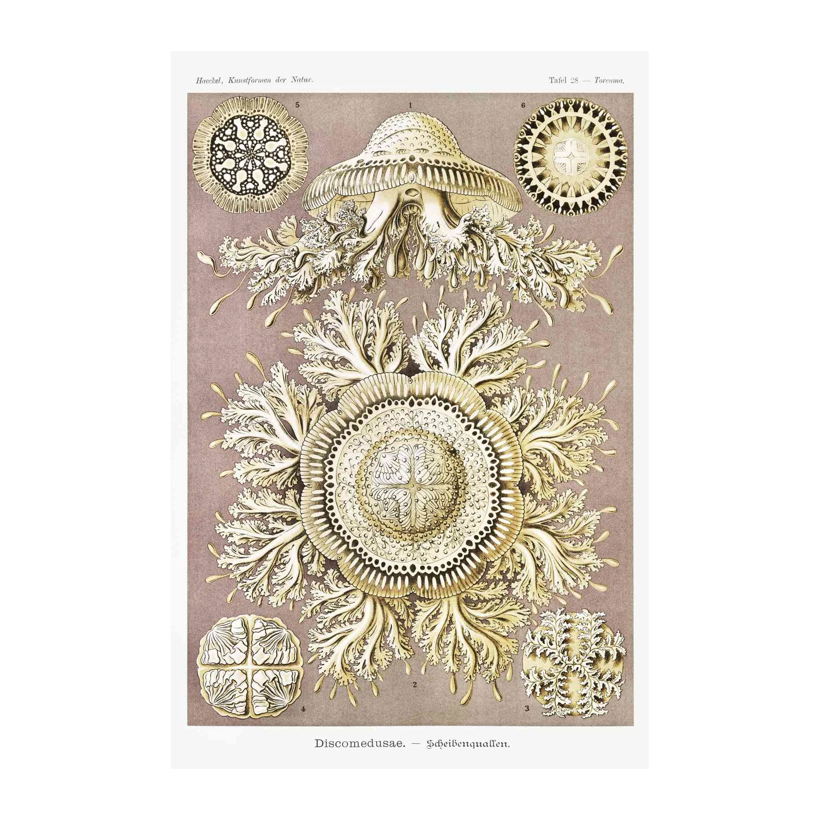 Vintage Jellyfish Botanical Art Wall Art