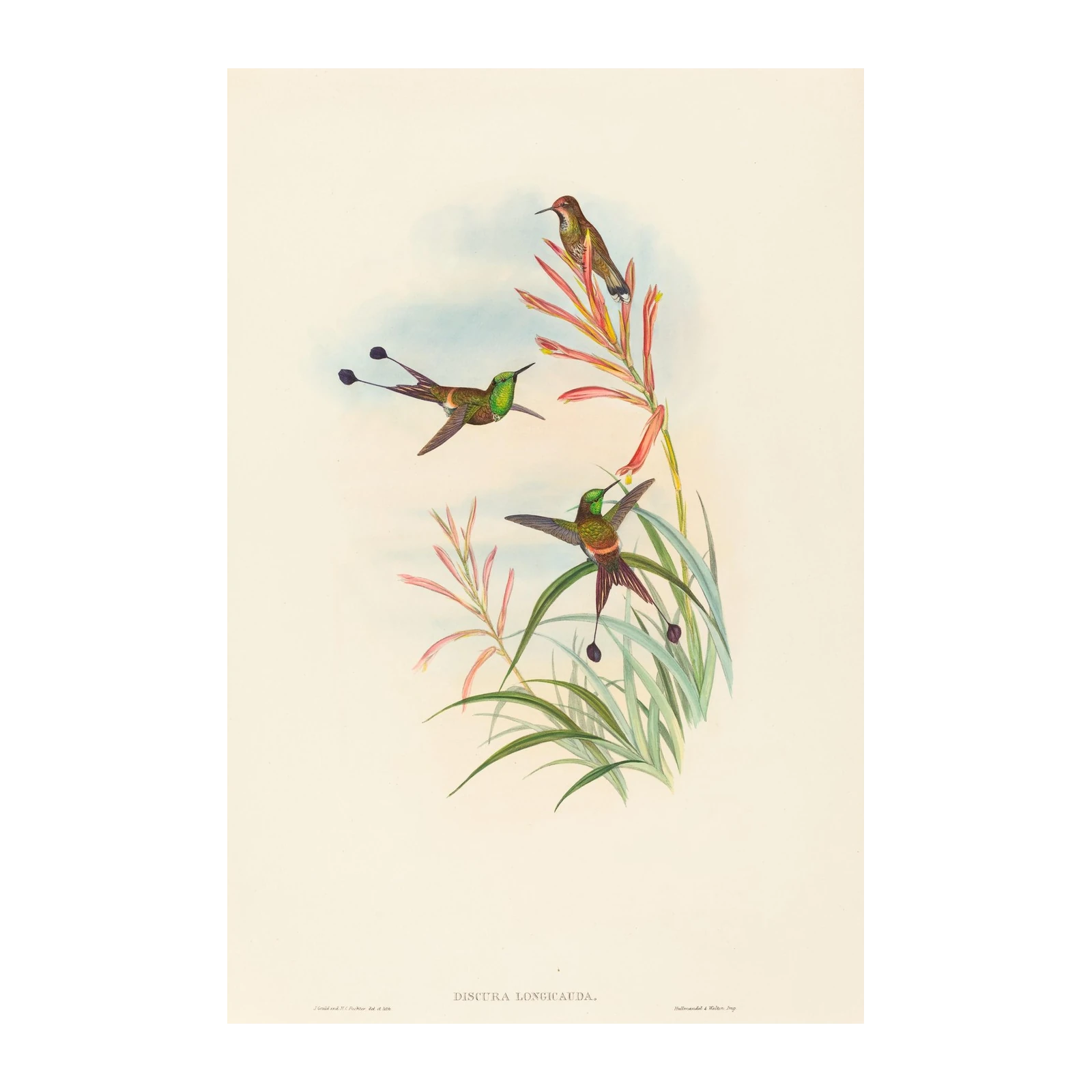Hummingbird Floral Delight Wall Art