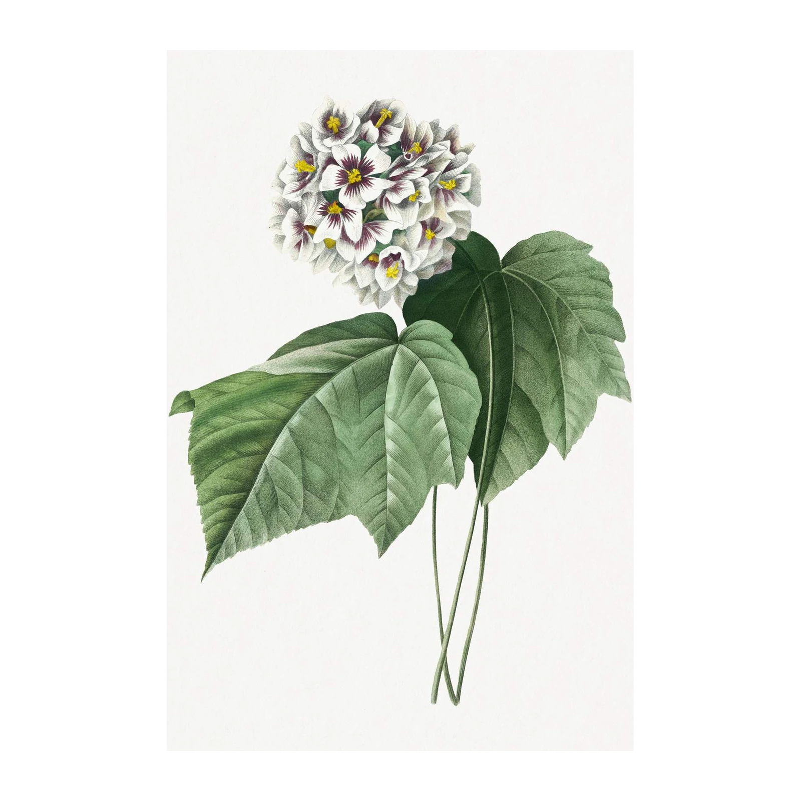 Botanical White Flower & Leaf Wall Art