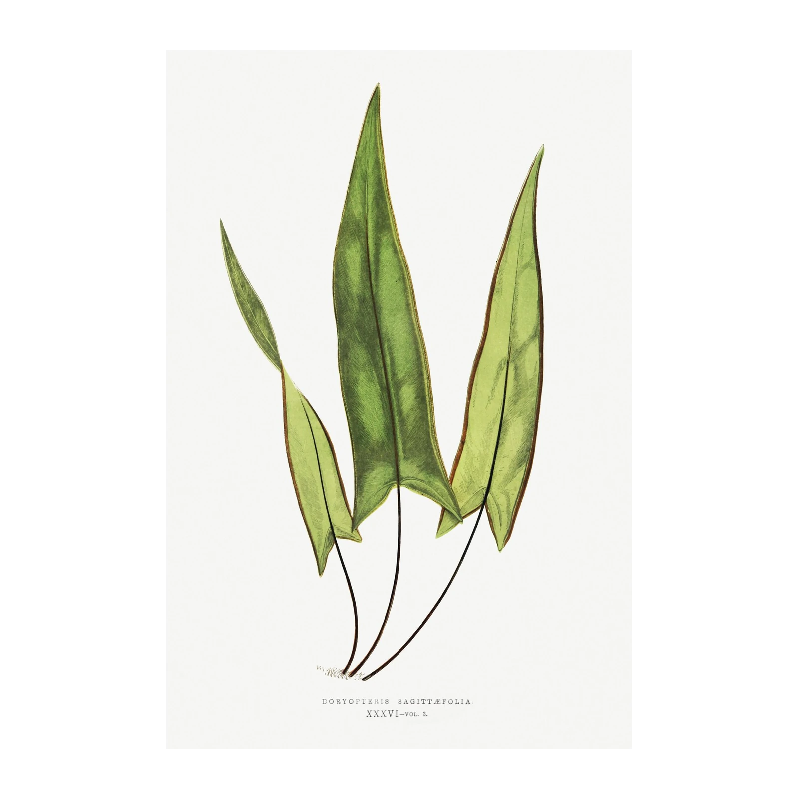 Vintage Botanical Doryopteris Sagittifolia Wall Art