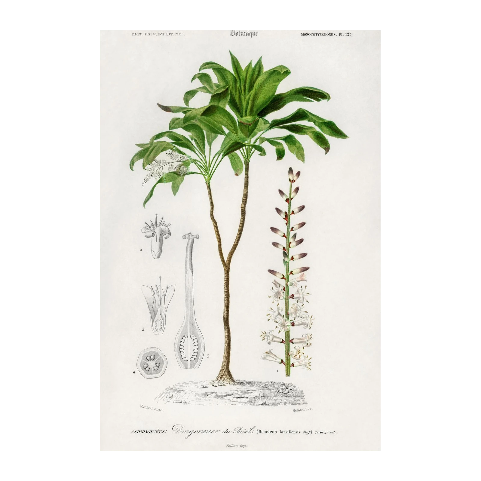 Vintage Botanical Dragon Tree Wall Art