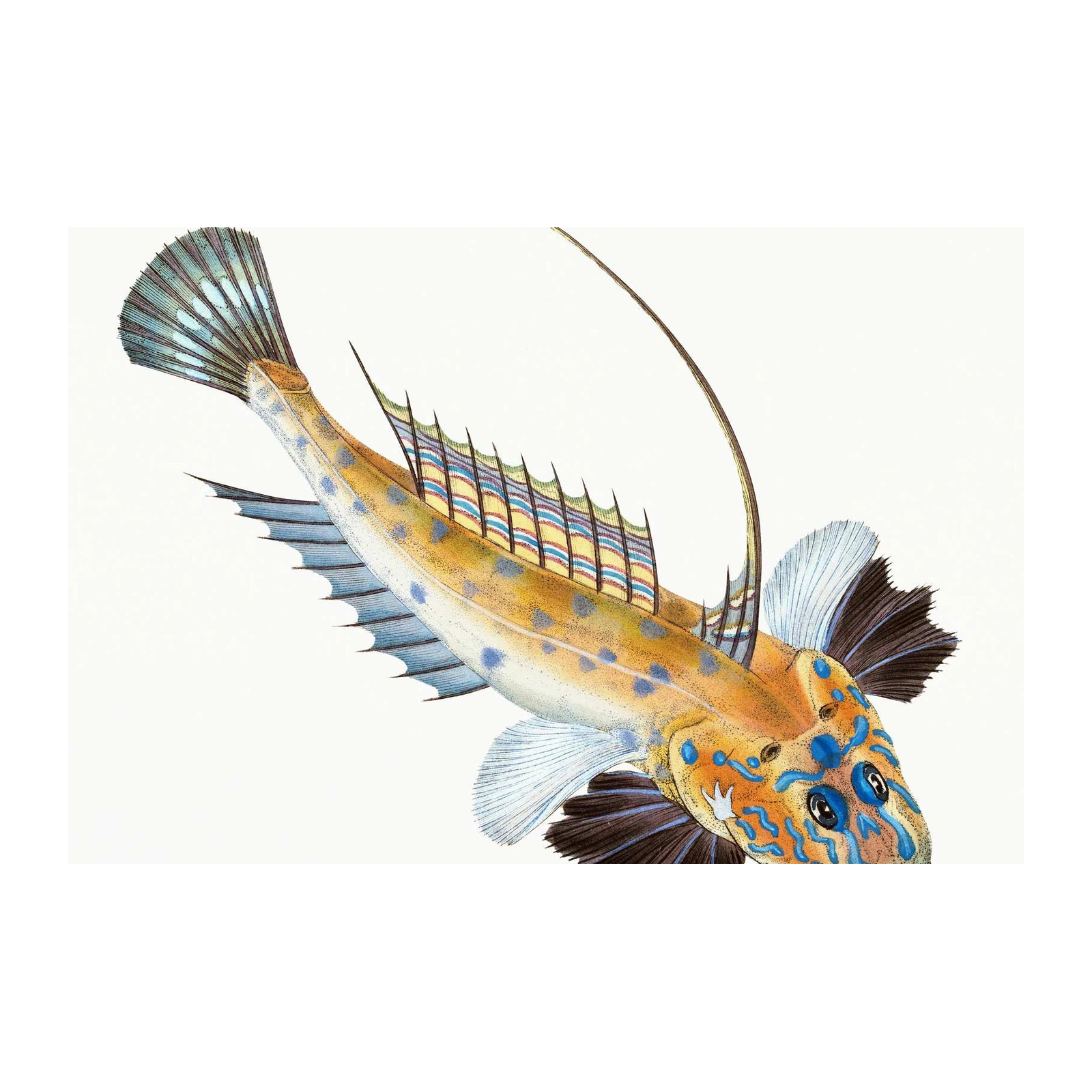 Vibrant Mandarinfish Vintage Art Wall Art