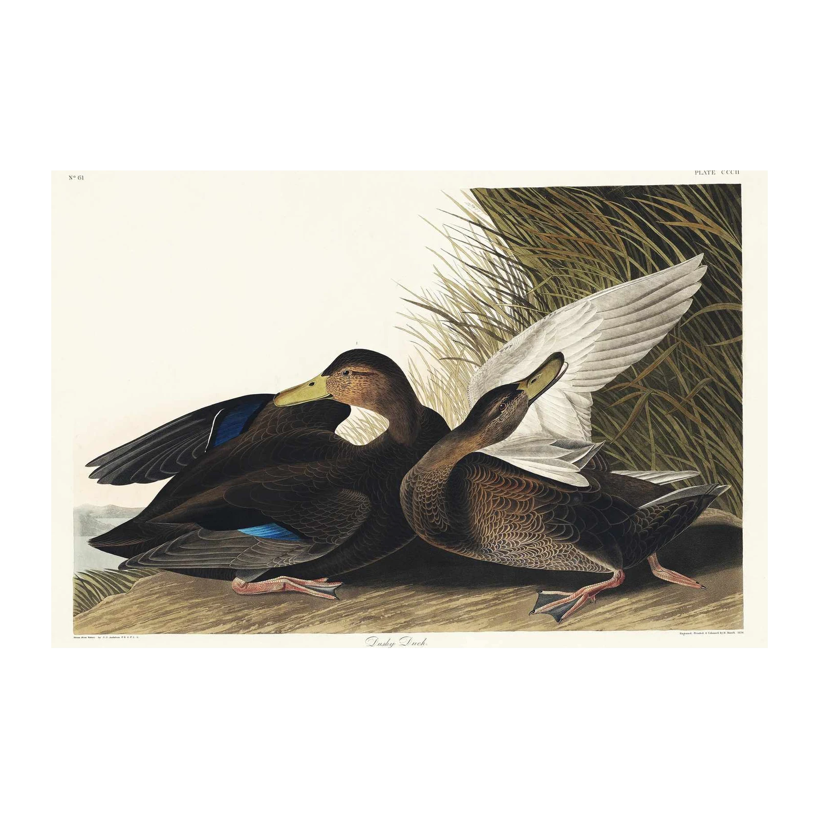 Vintage Dusky Duck Art Wall Art