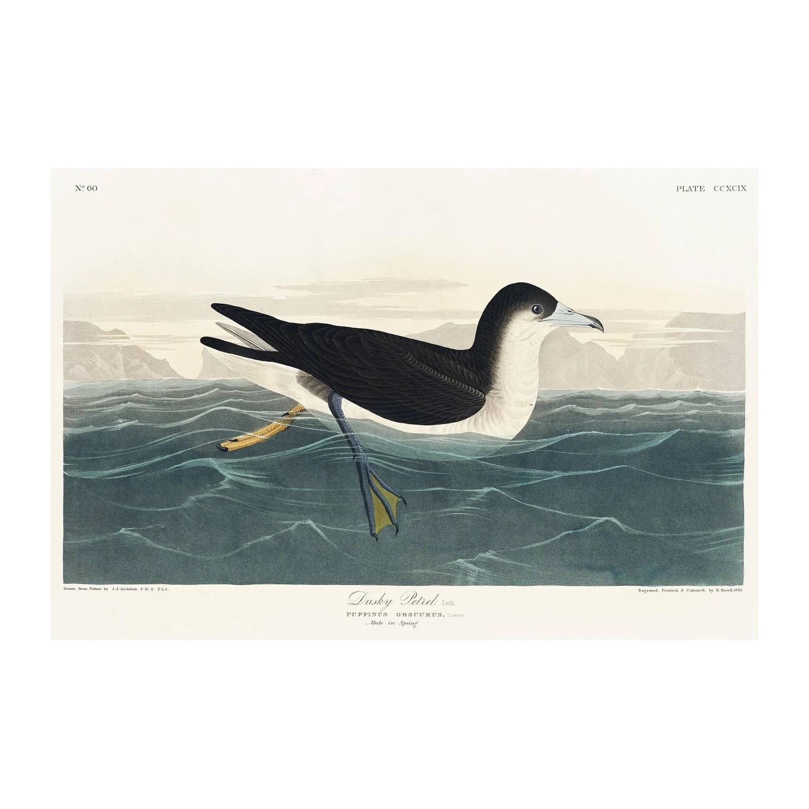 Dusky Petrel Audubon Bird Art Wall Art