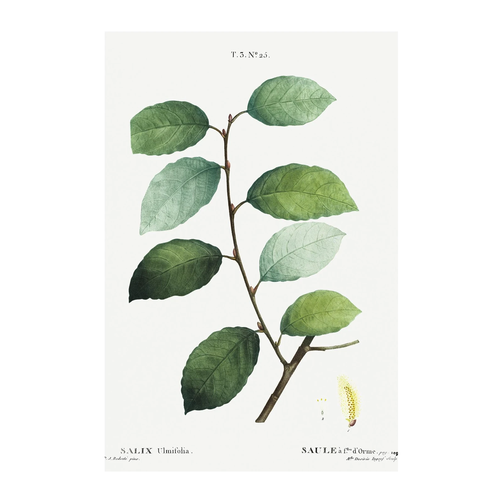 Vintage Botanical Leaf Branch Wall Art