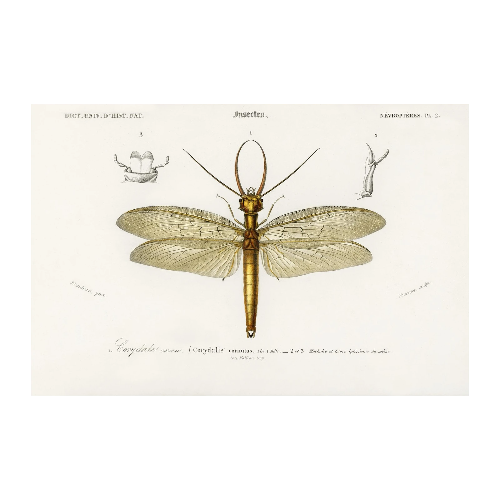 Antique Corydalus Cornutus Insect Wall Art