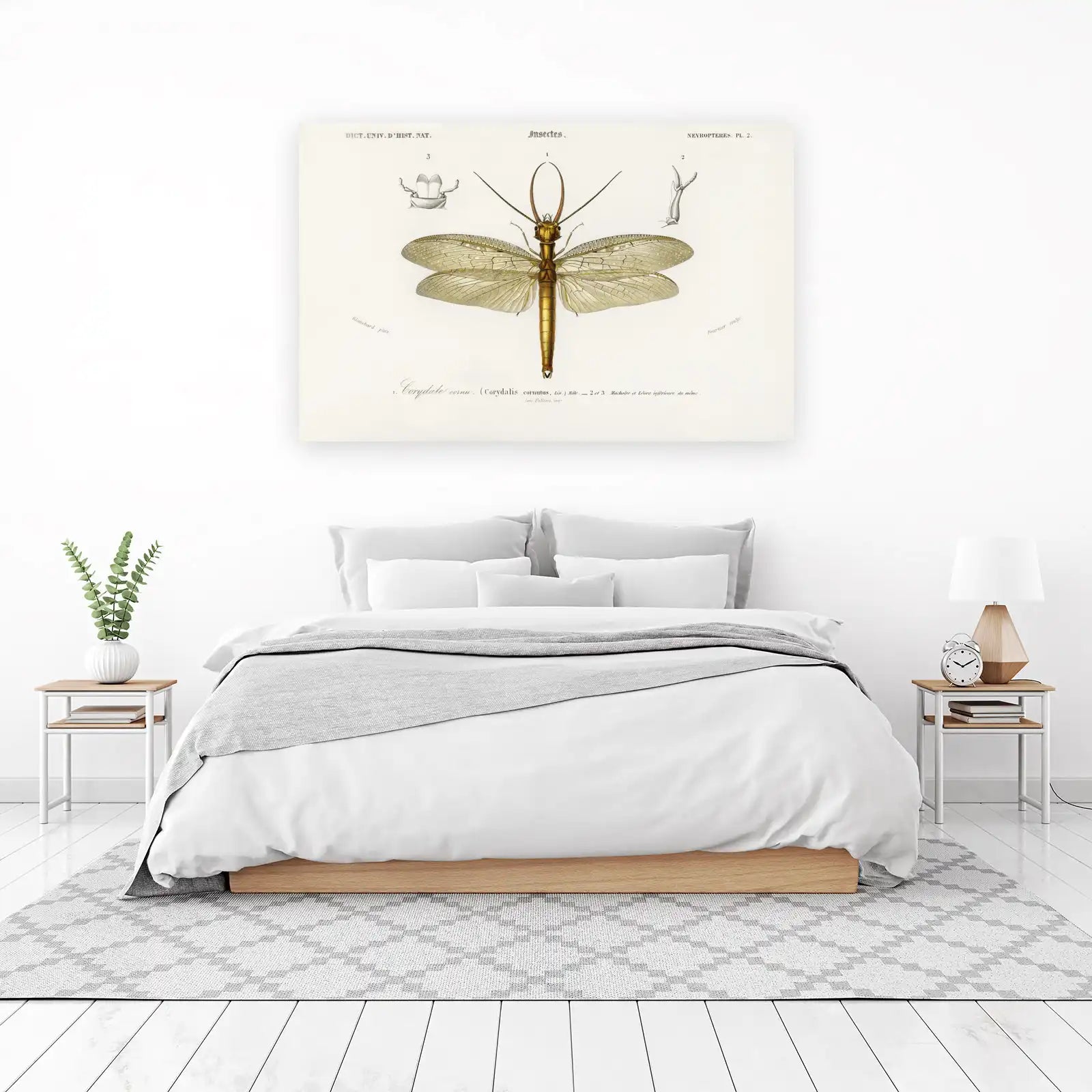 Antique Corydalus Cornutus Insect Wall Art