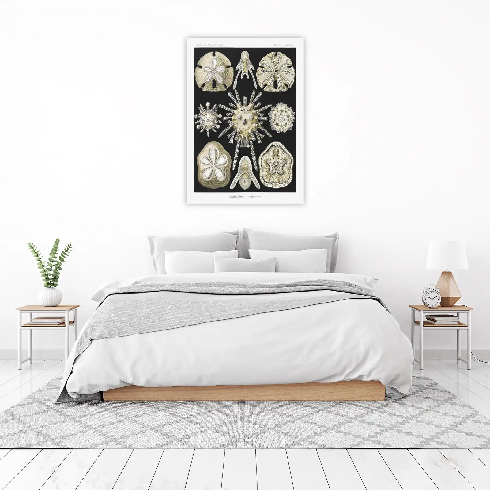 Vintage Sea Urchin & Sand Dollar Wall Art