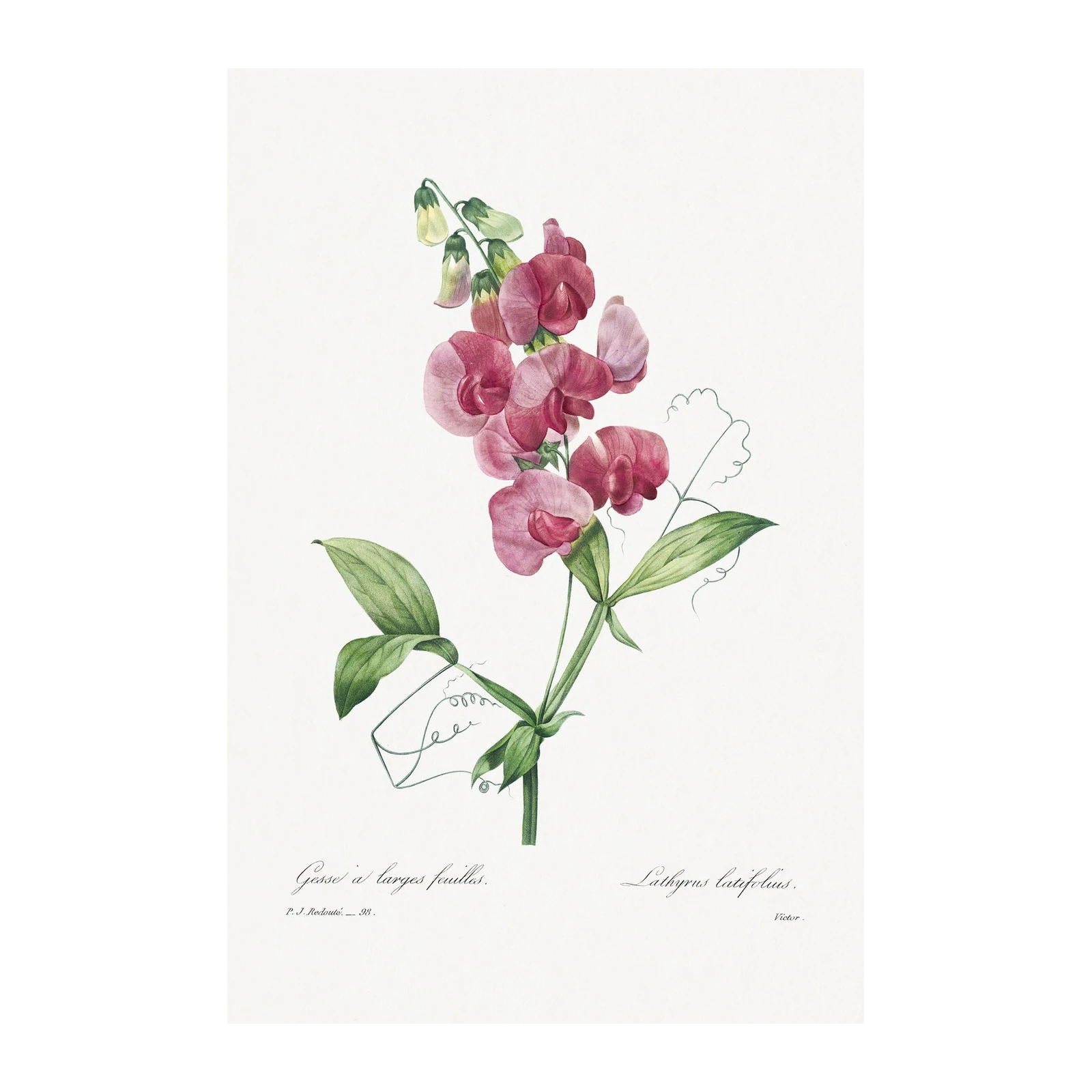 Vintage Sweet Pea Botanical Art Wall Art