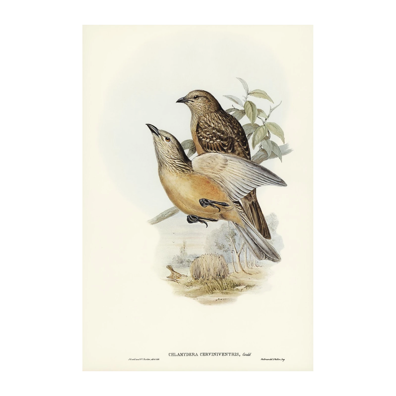 Elegant Bird Nature Art Wall Art for Home Decor