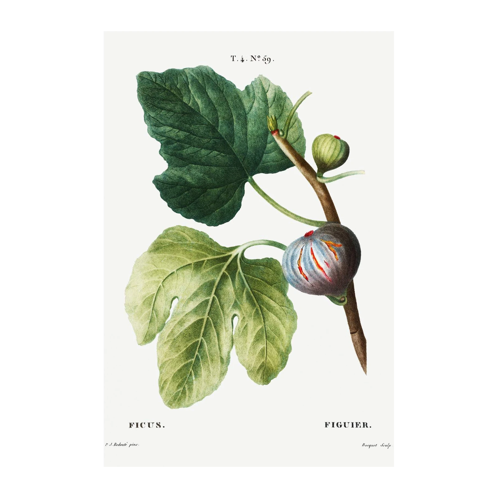 Botanical Fig Vintage Wall Art Wall Art