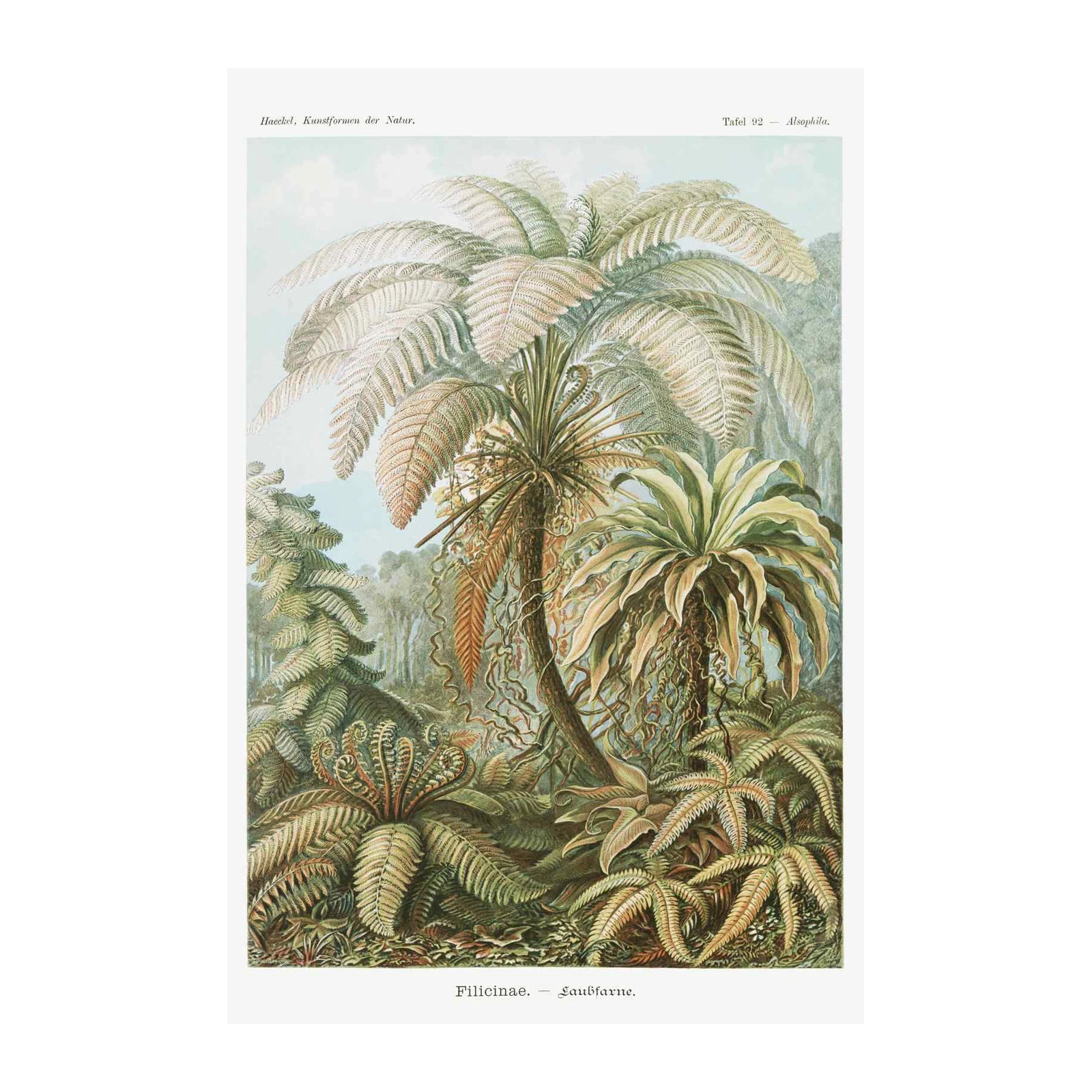 Vintage Fern Botanical Illustration Wall Art