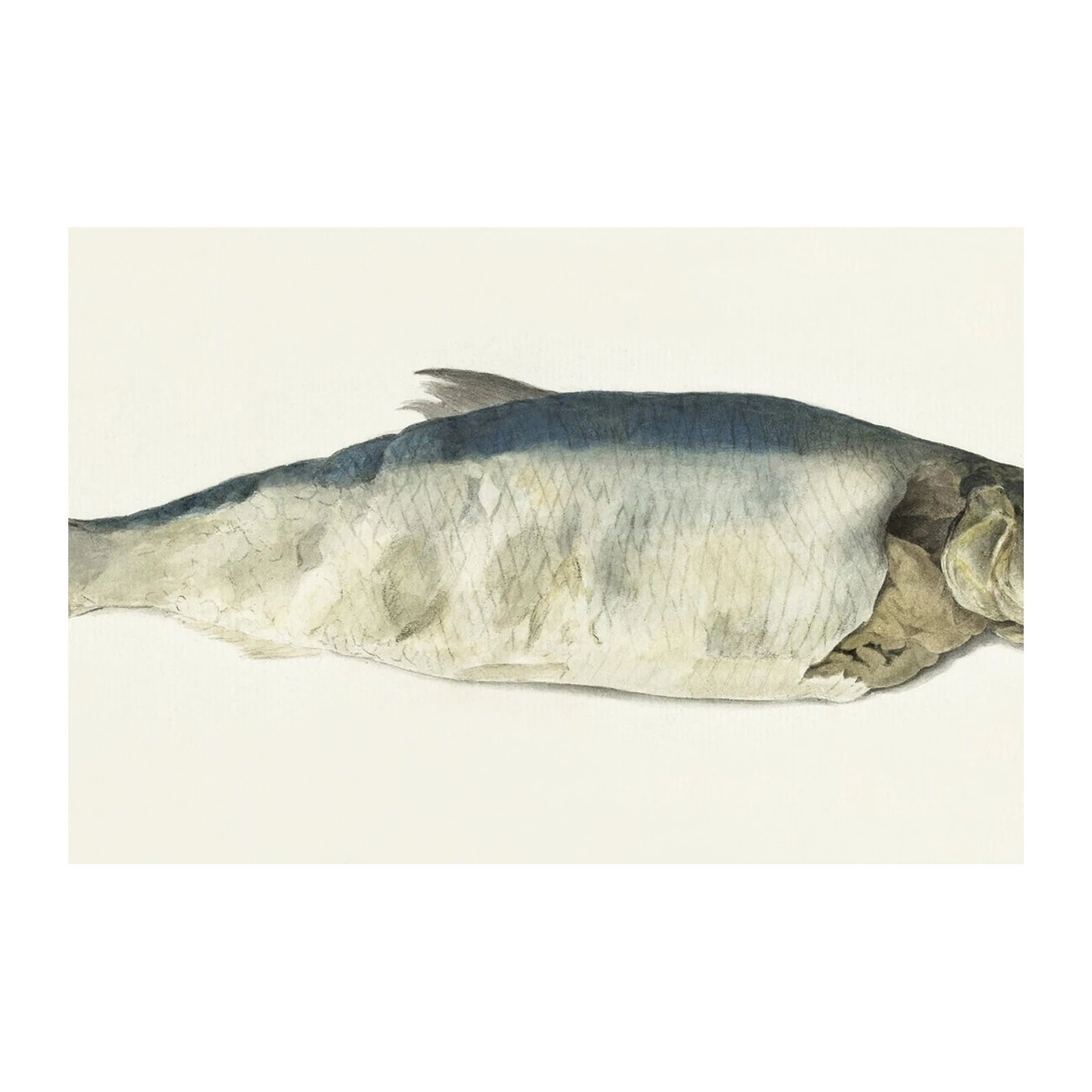 Realistic Herring Art Wall Art | Coastal Decor
