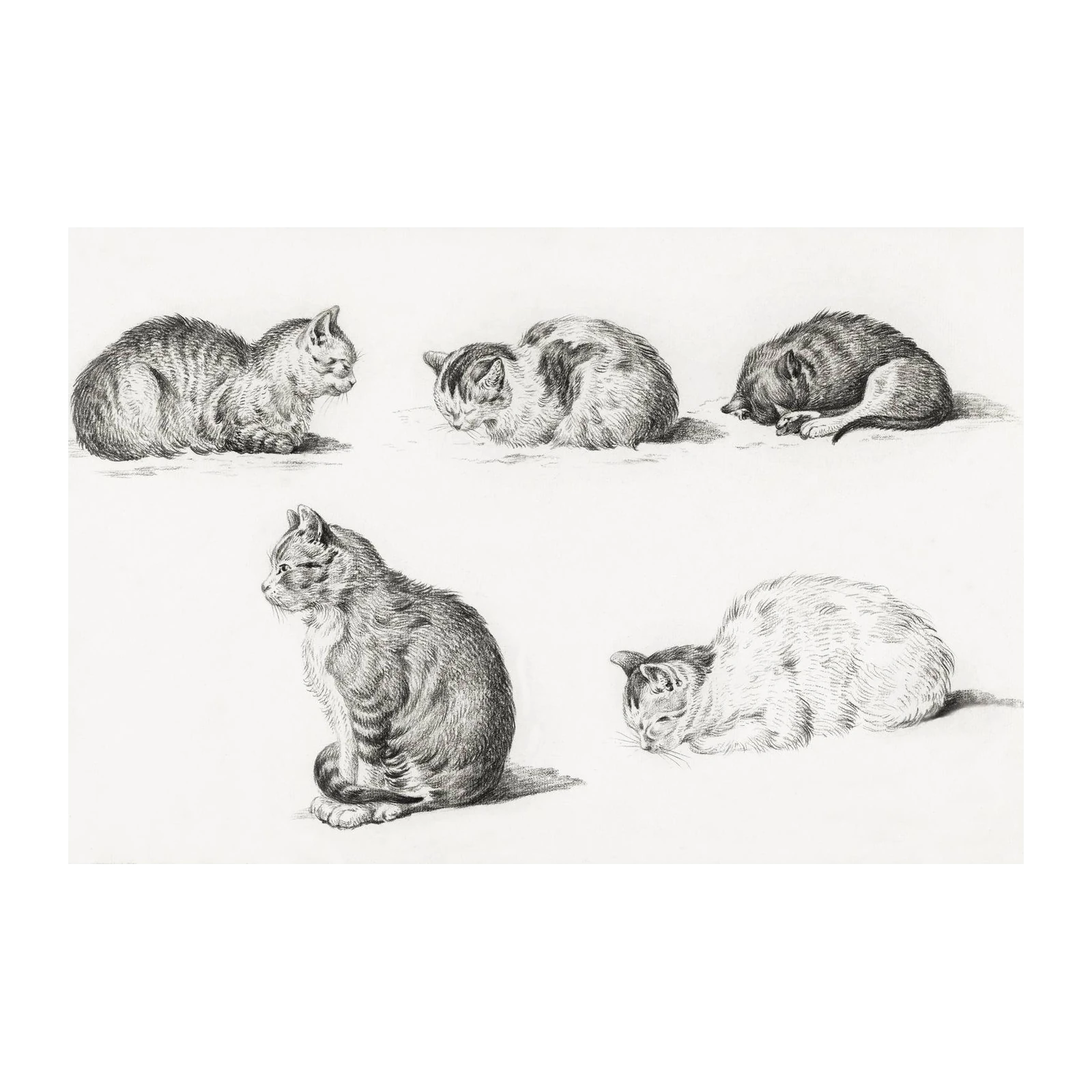 Vintage Cat Studies Vintage Sketch Wall Art