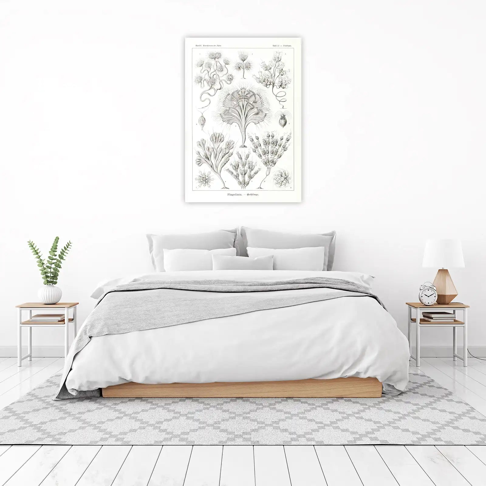Vintage Ernst Haeckel Flagellata Wall Art