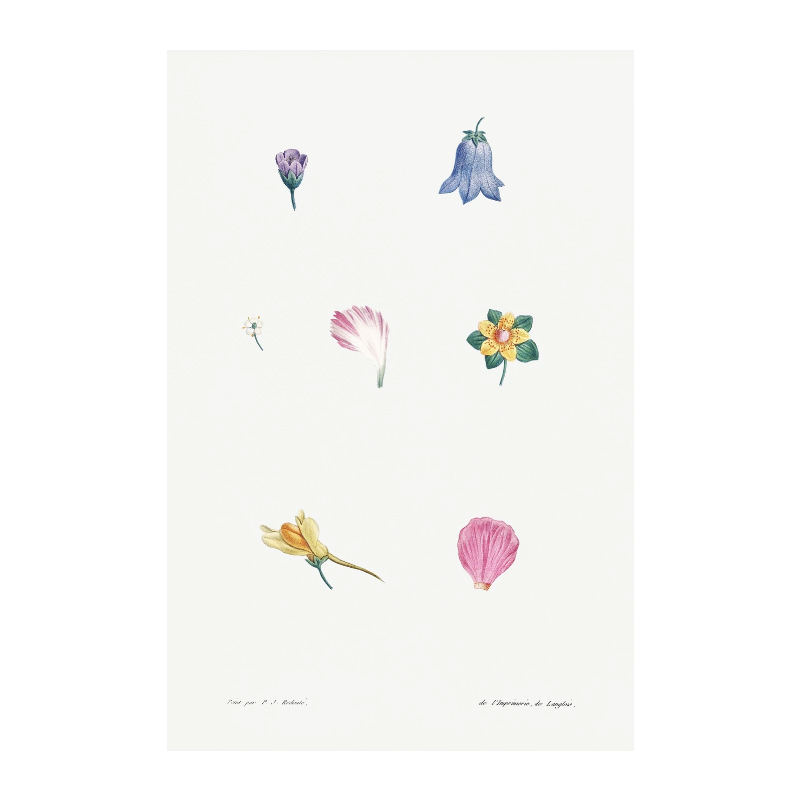 Vintage Botanical Flower Wall Art Wall Art